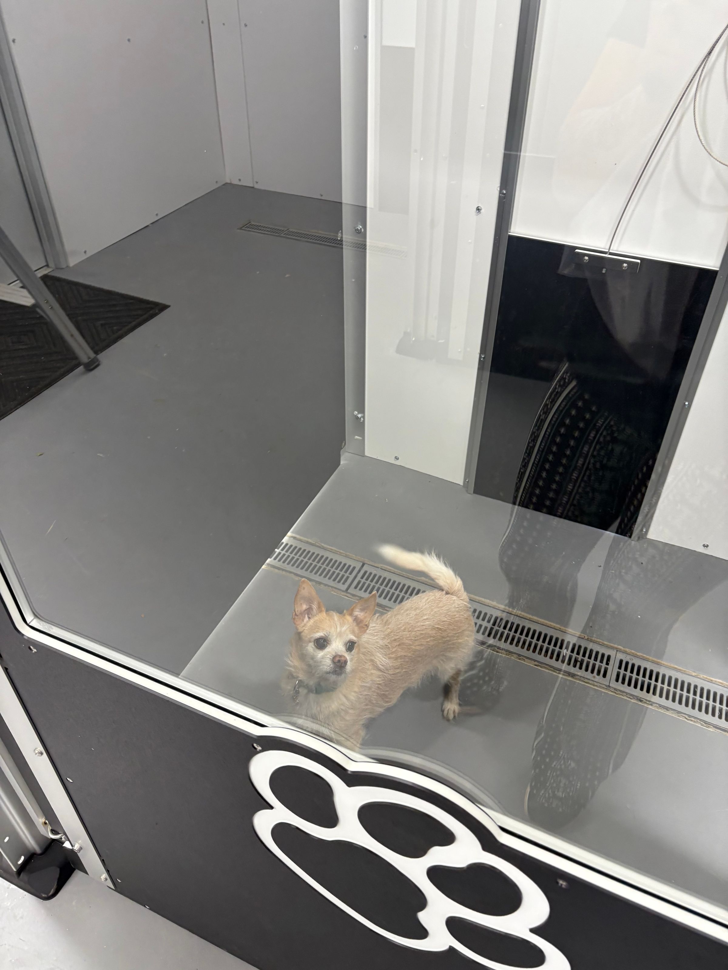 4x4' Kennel with Small Dog