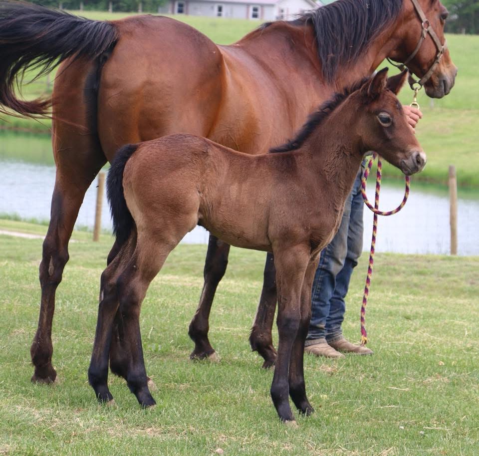 2018 Filly- Skye Dee Dash x Up D Cash