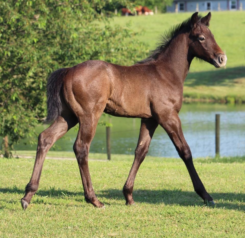 2017 colt- Skye Dee Dash x Celabs Player