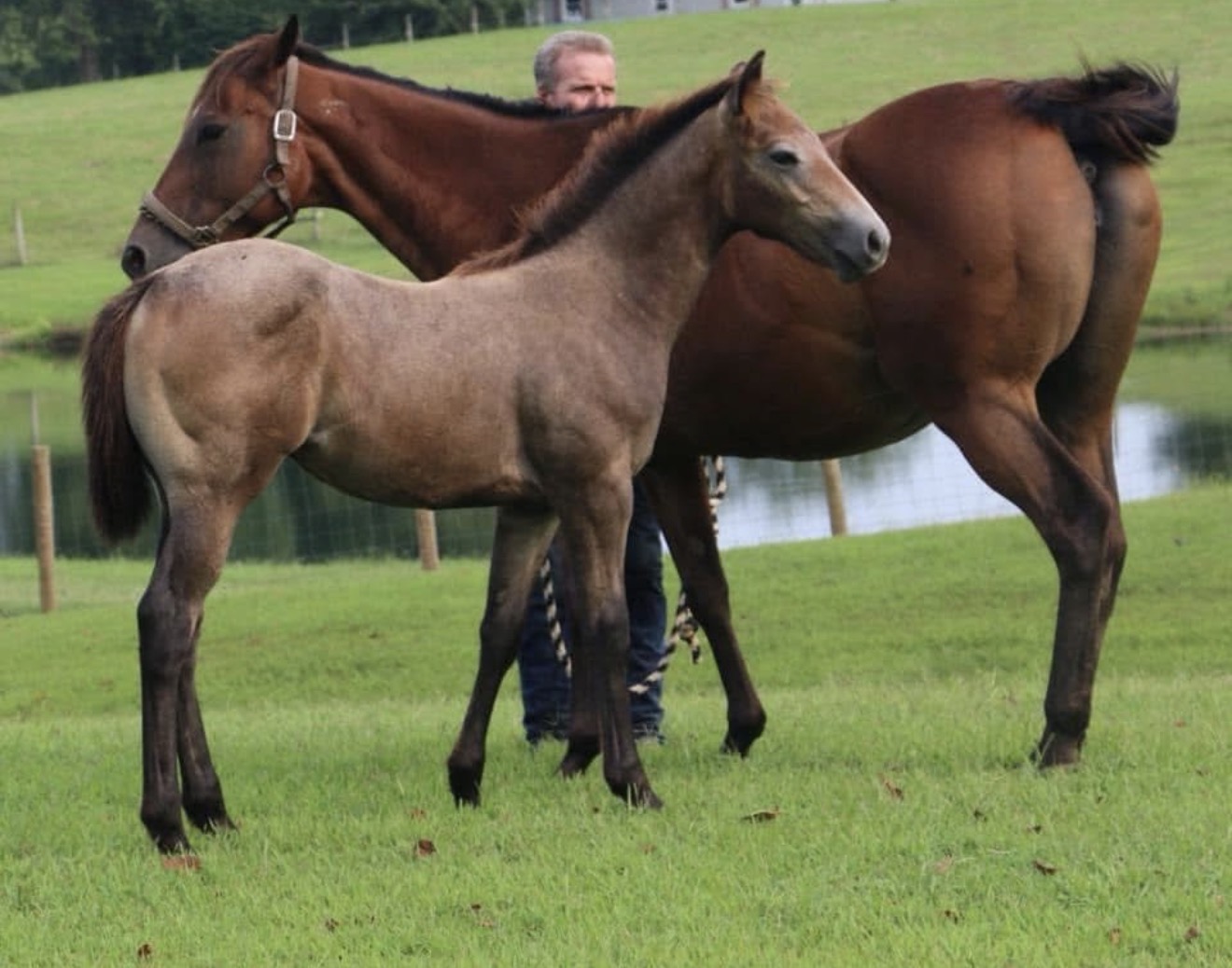 2018 Filly- Skye Dee Dash x Up D Cash