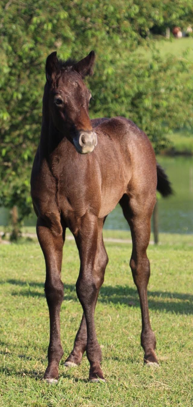 2017 colt- Skye Dee Dash x Celabs Player