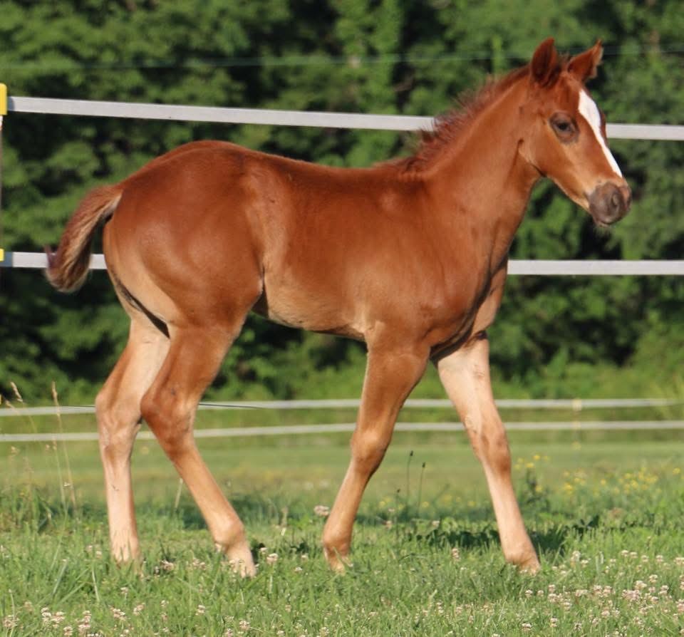 2017 colt- Skye Dee Dash x Up D Cash