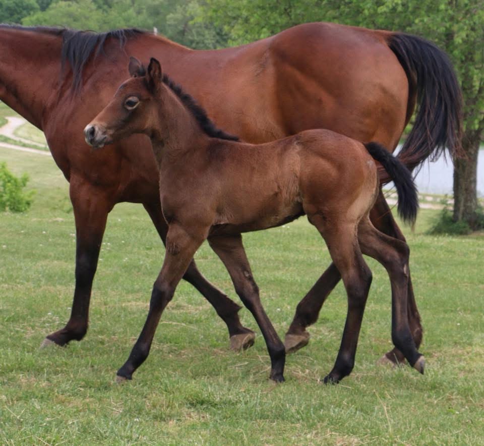 2018 Filly- Skye Dee Dash x Up D Cash