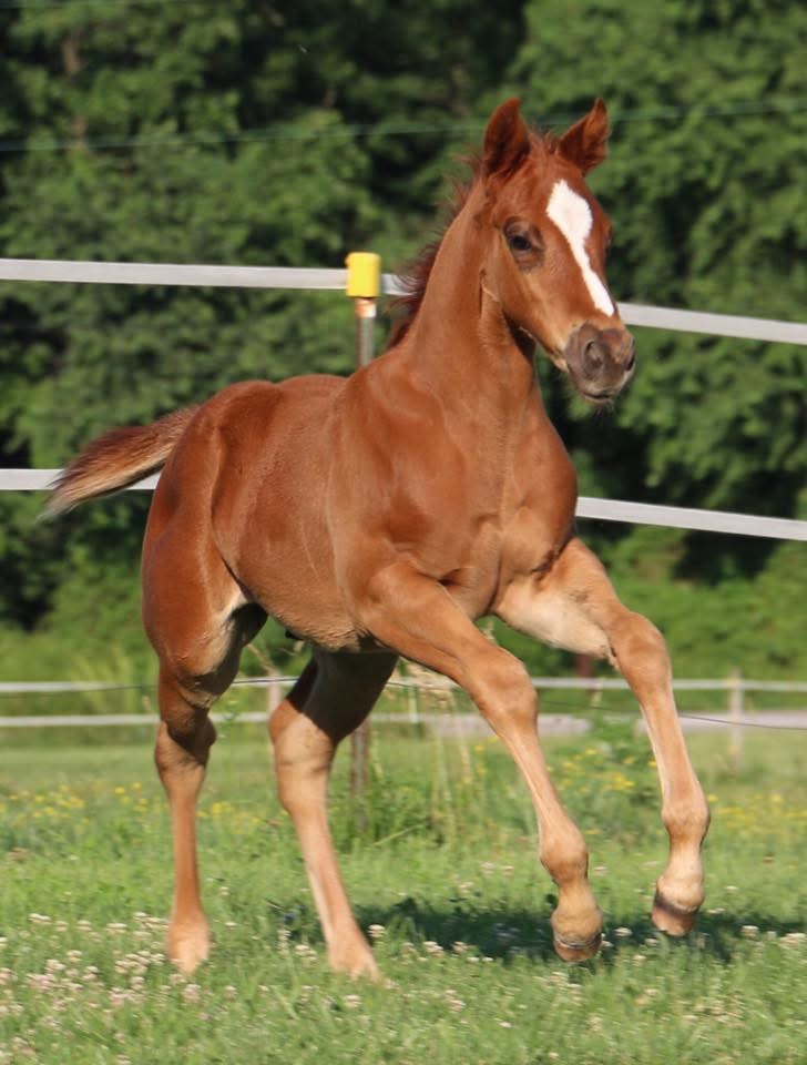 2017 colt- Skye Dee Dash x Up D Cash