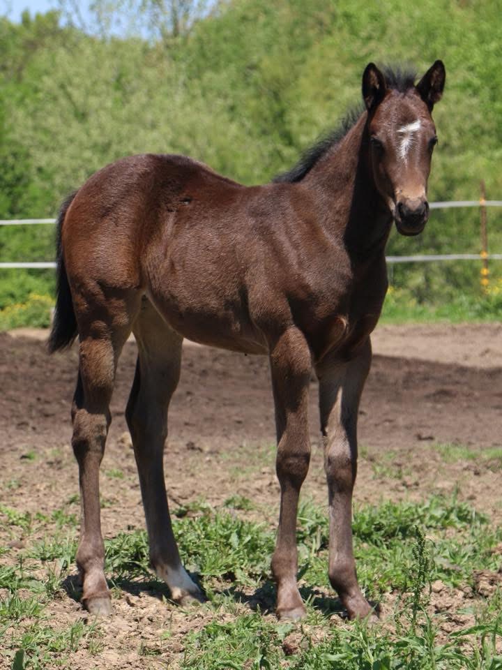 2018 Filly- Skye Dee Dash x RareStrawFlynSharon