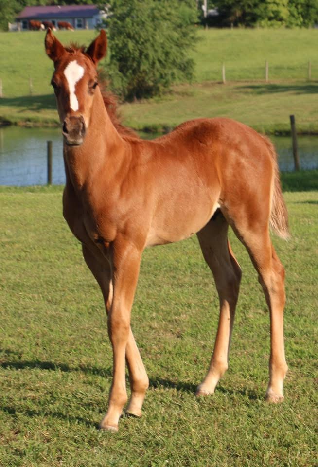 2017 colt- Skye Dee Dash x Up D Cash