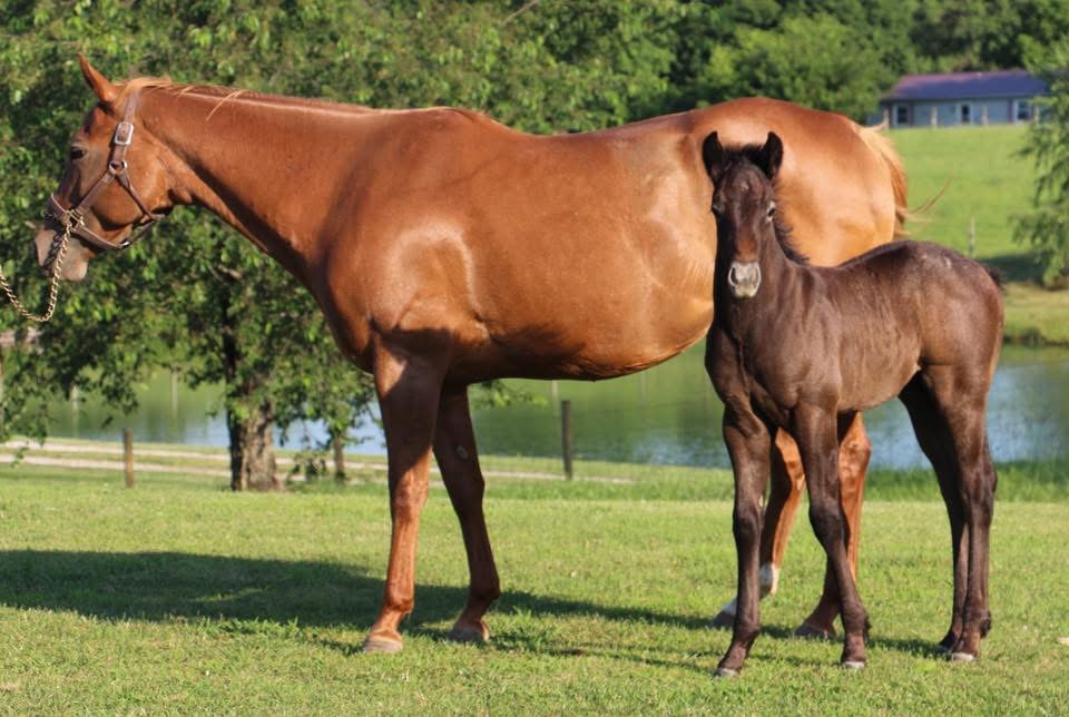 2017 colt- Skye Dee Dash x Celabs Player