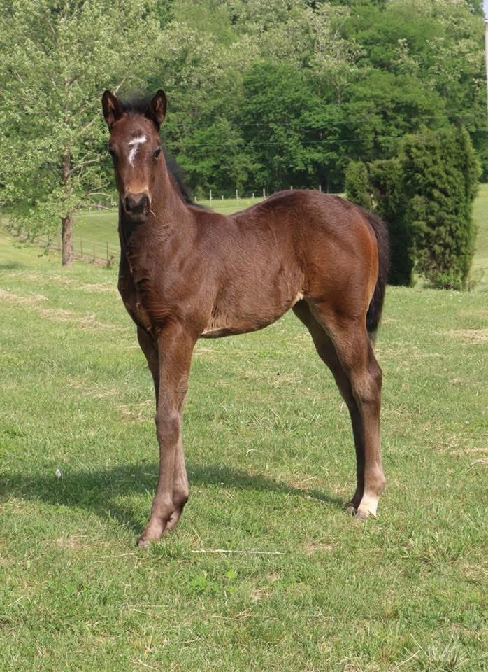 2018 Filly- Skye Dee Dash x RareStrawFlynSharon
