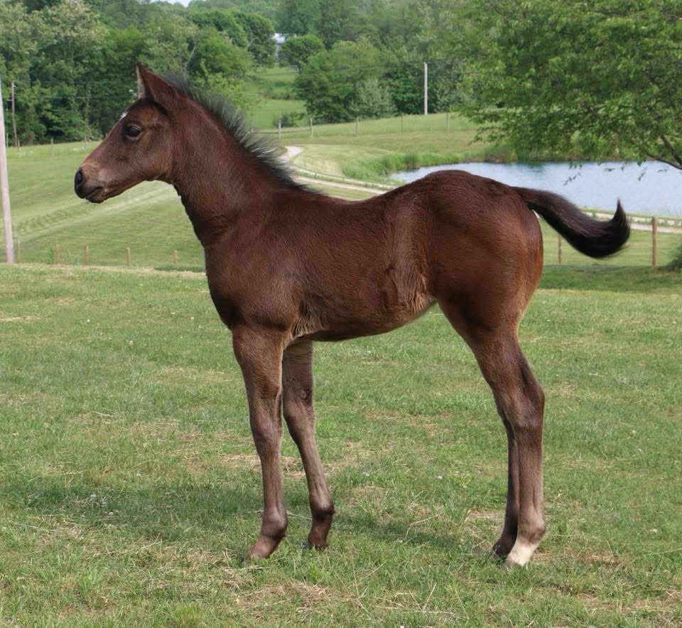 2018 Filly- Skye Dee Dash x RareStrawFlynSharon