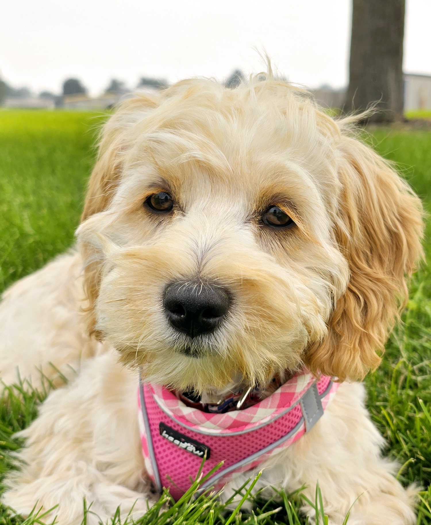 Rise & Thrive Counseling LLC's image