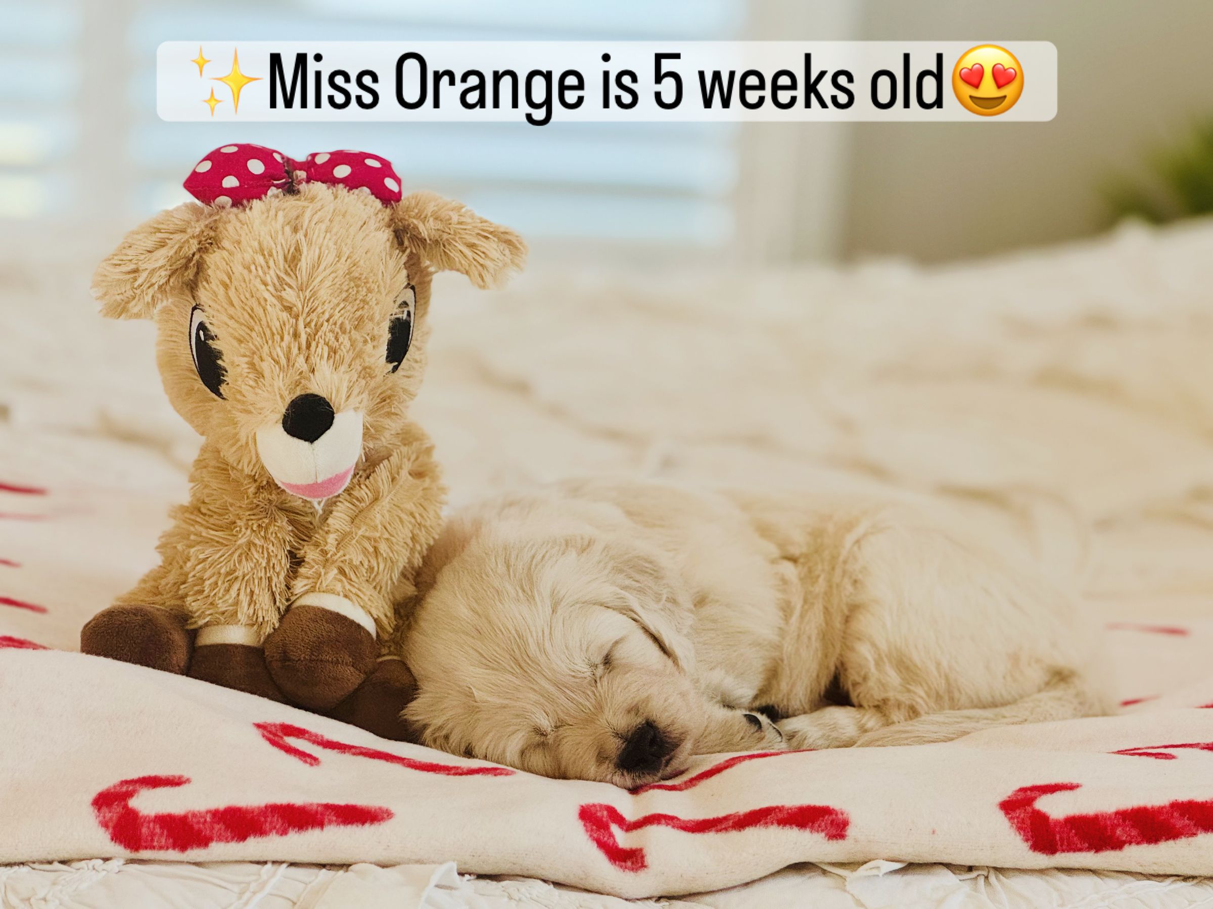 Dusk View Golden Retrievers's image