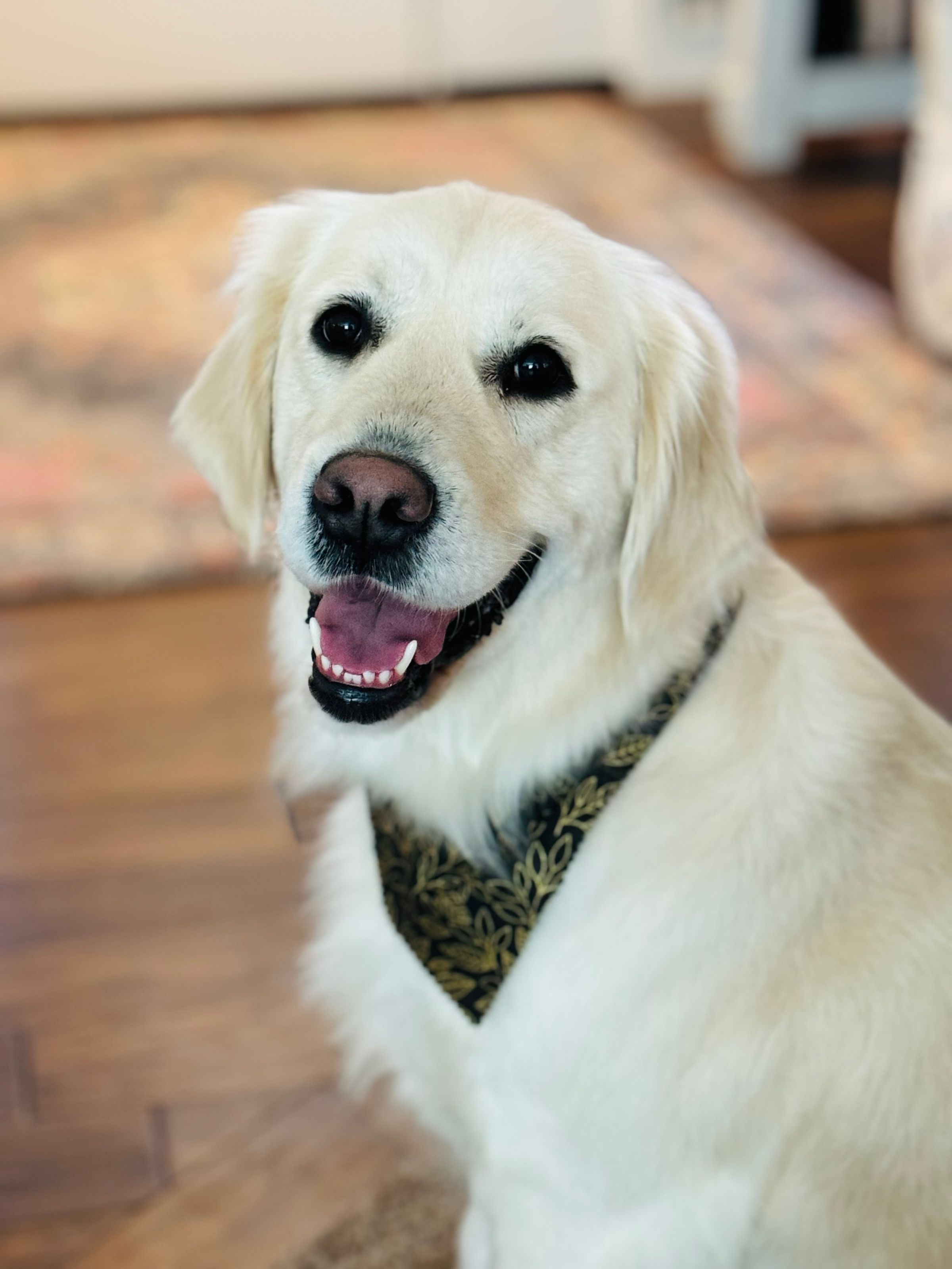 Dusk View Golden Retrievers's image