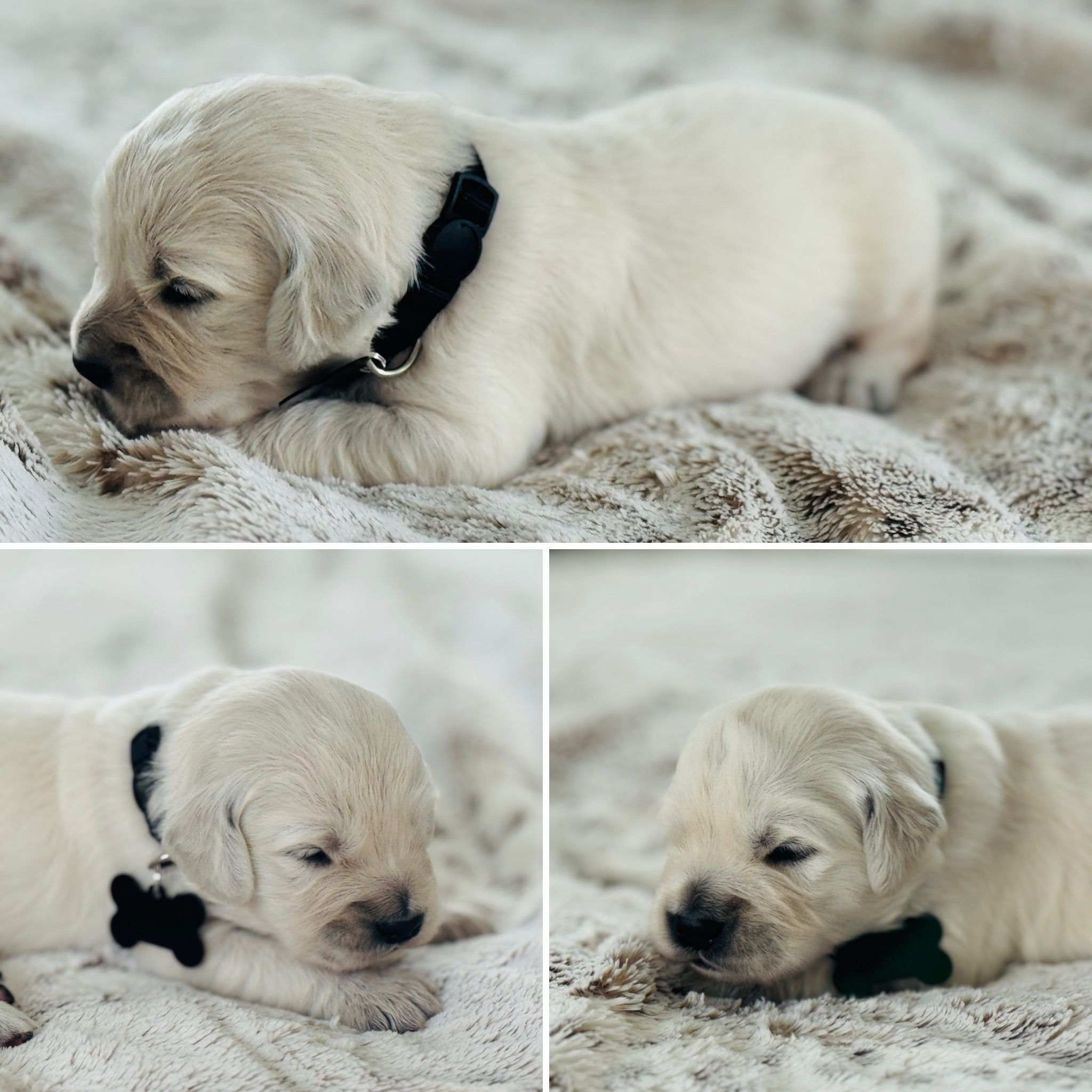 Dusk View Golden Retrievers's image