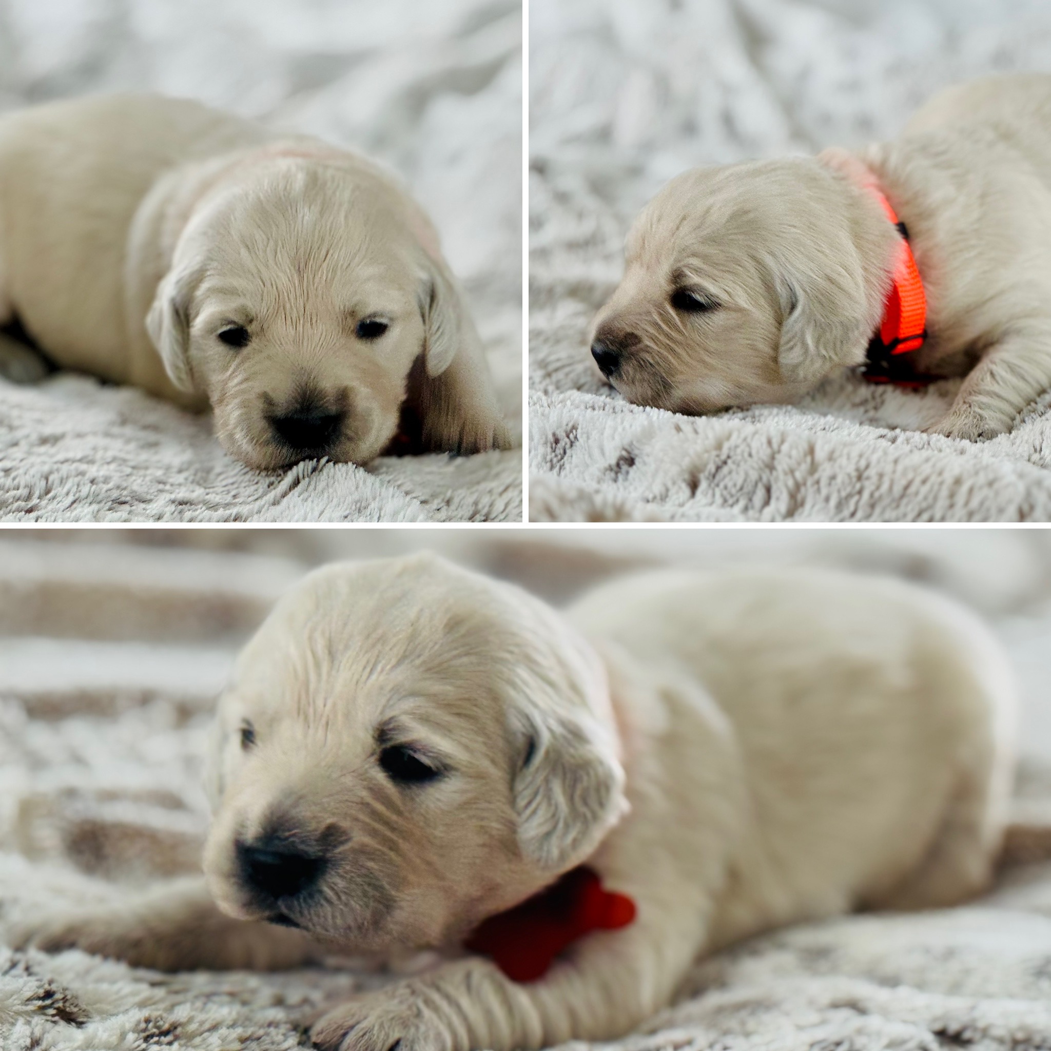 Dusk View Golden Retrievers's image