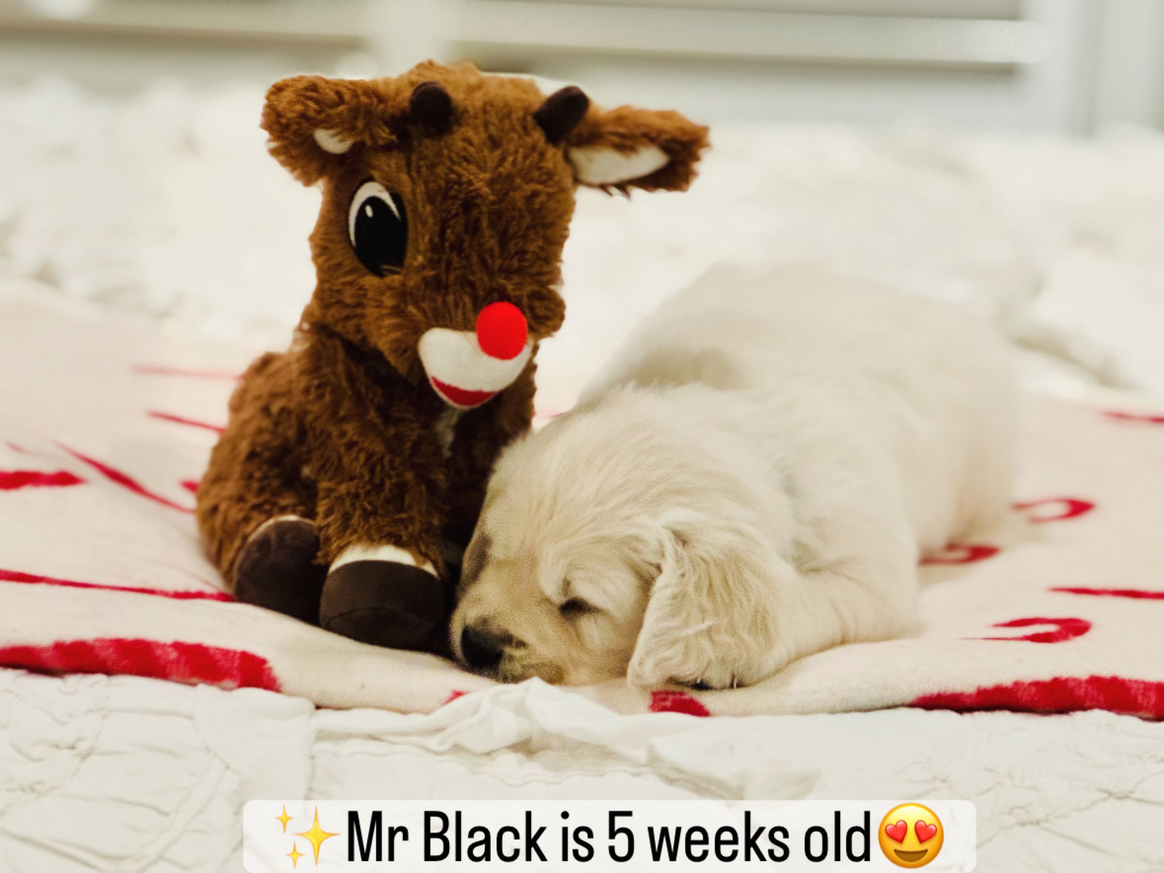 Dusk View Golden Retrievers's image