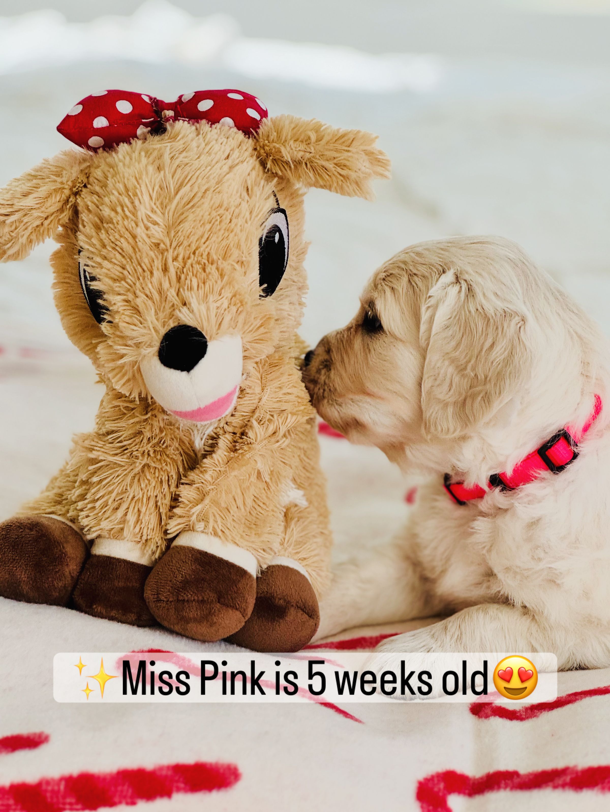 Dusk View Golden Retrievers's image