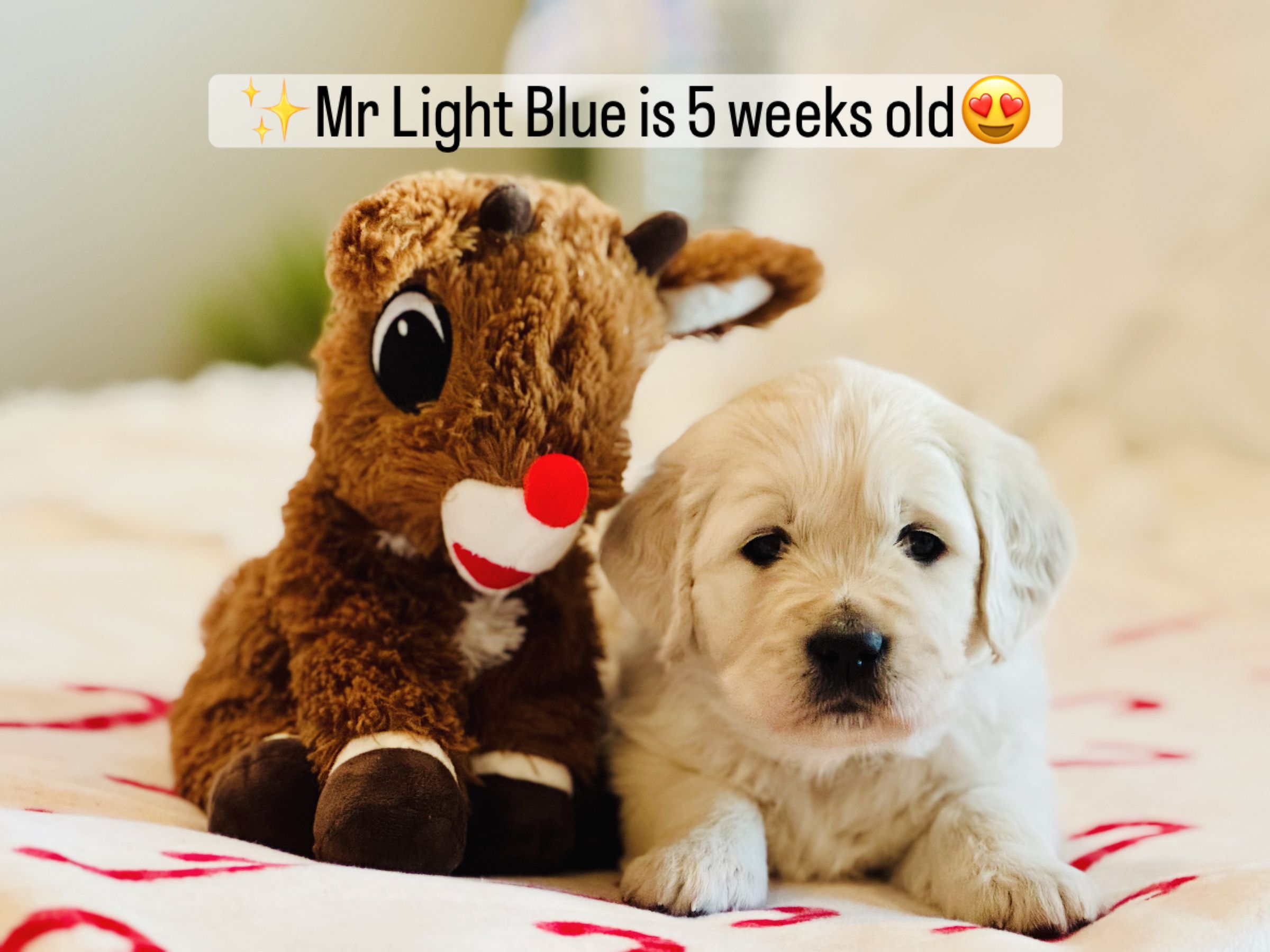 Dusk View Golden Retrievers's image