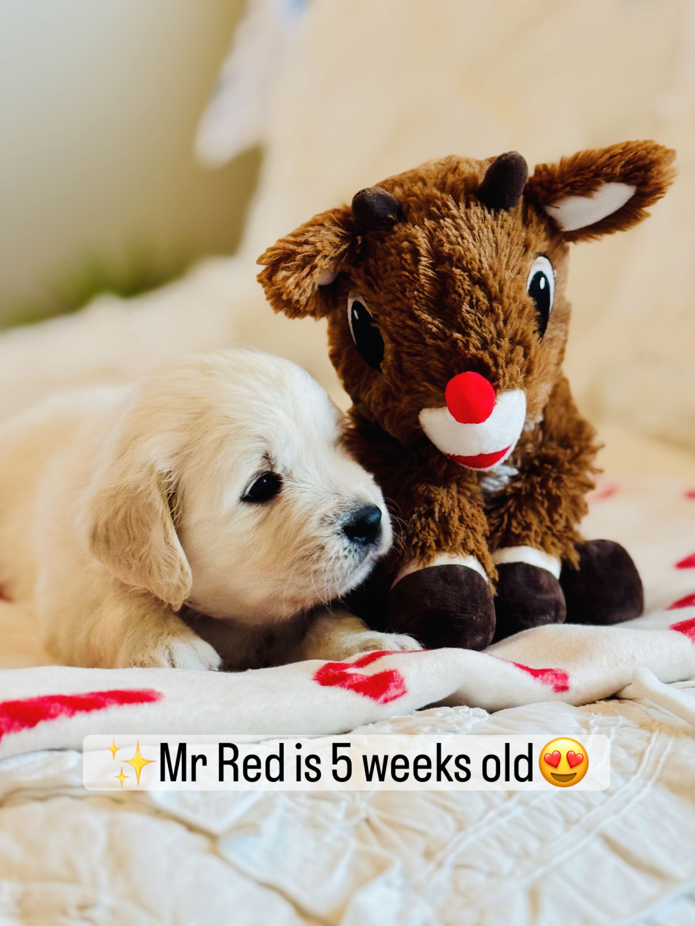 Dusk View Golden Retrievers's image