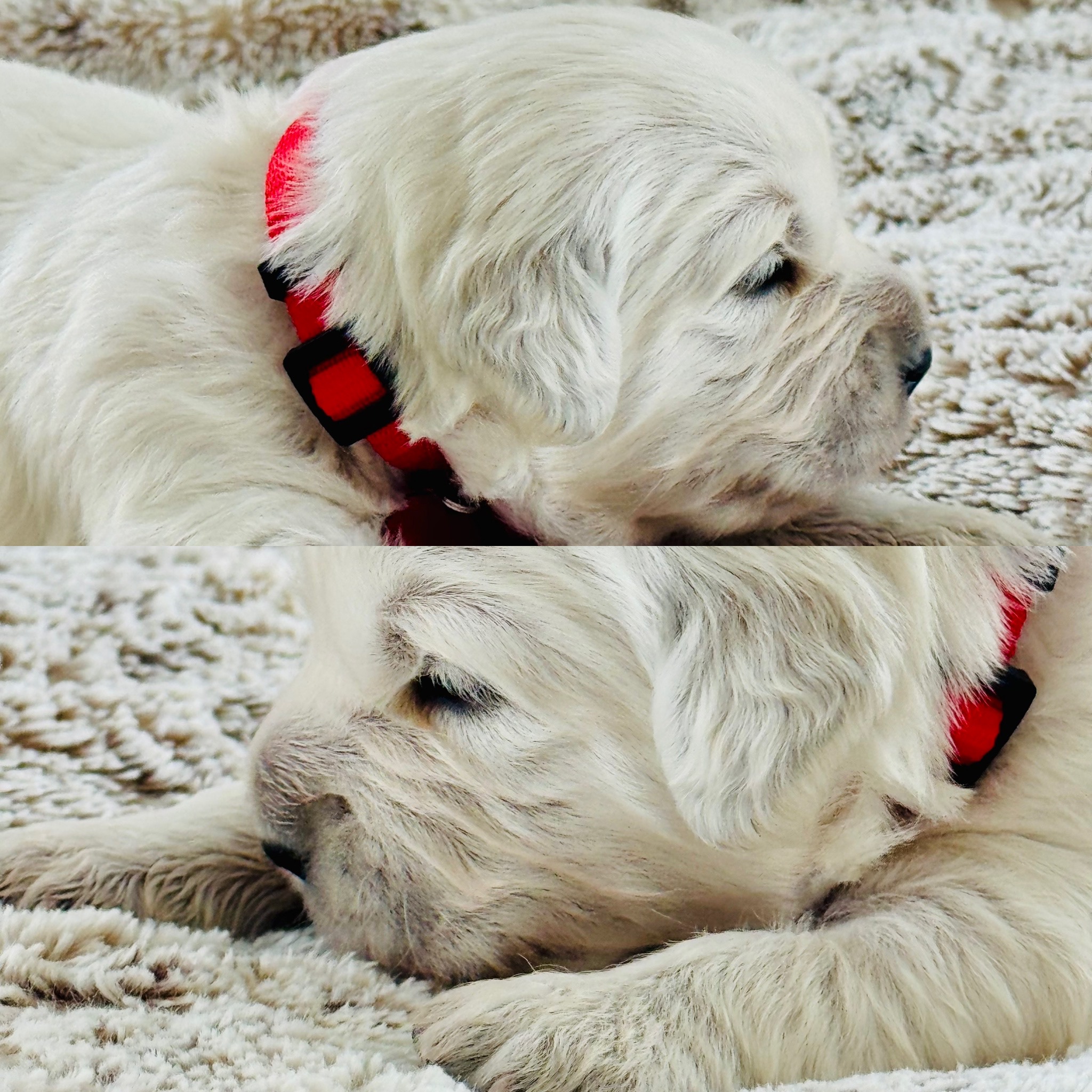 Dusk View Golden Retrievers's image