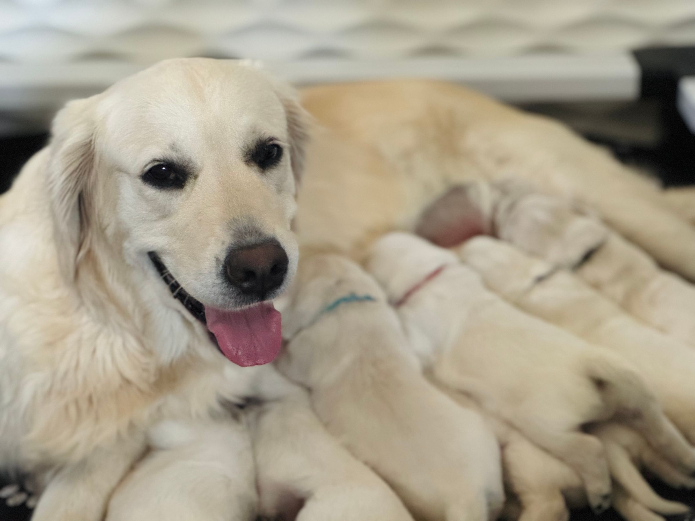 Mama June feeding her babies