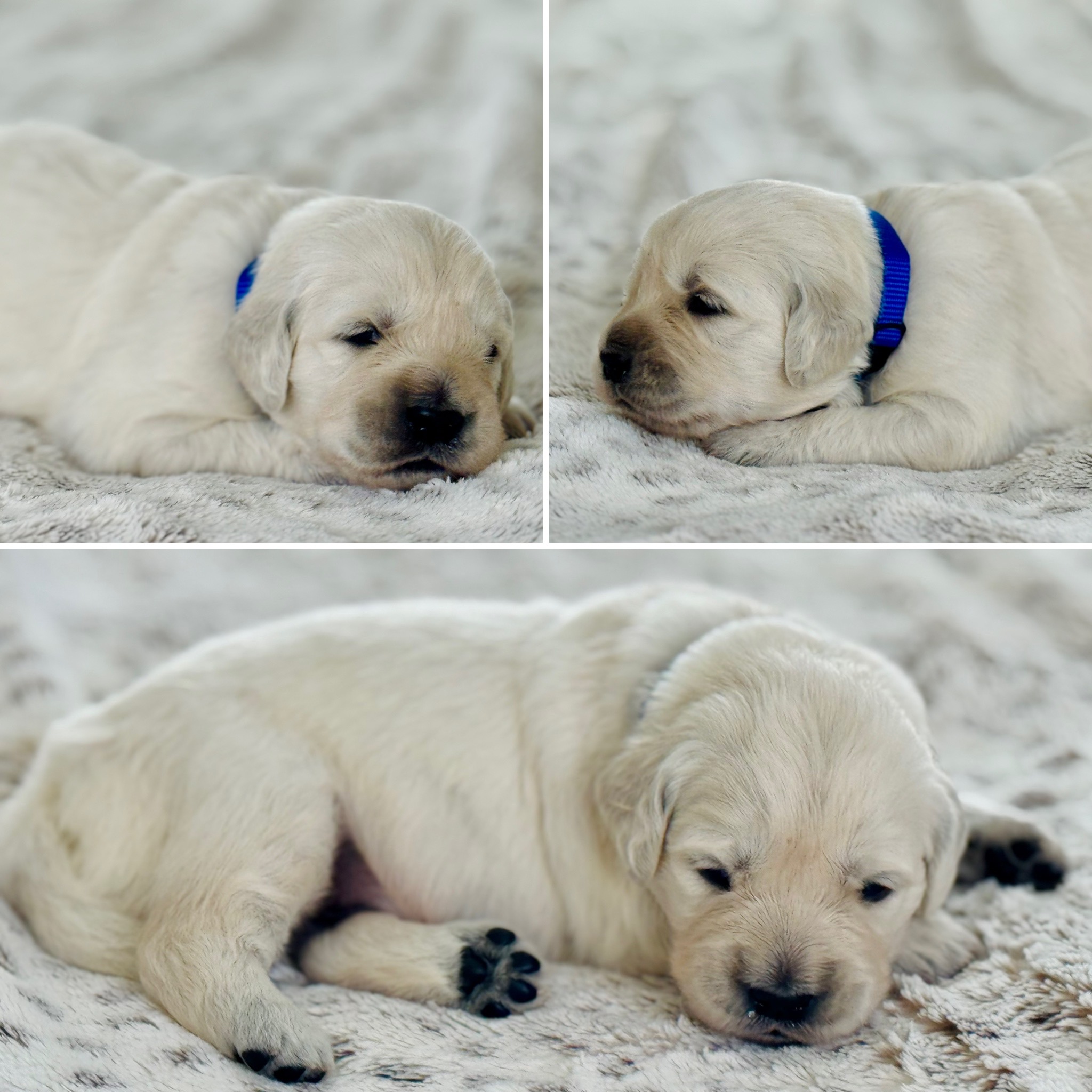 Dusk View Golden Retrievers's image