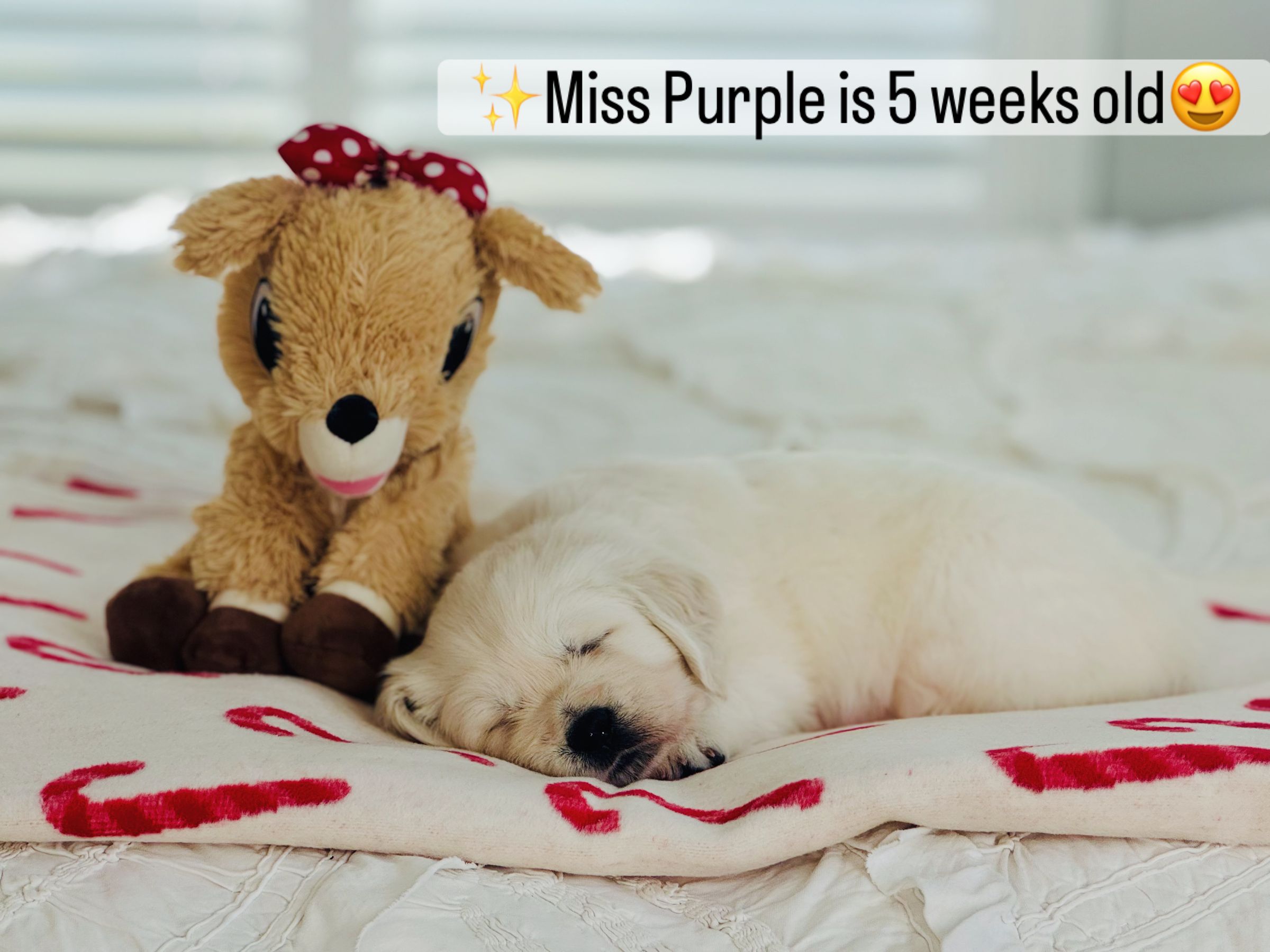 Dusk View Golden Retrievers's image