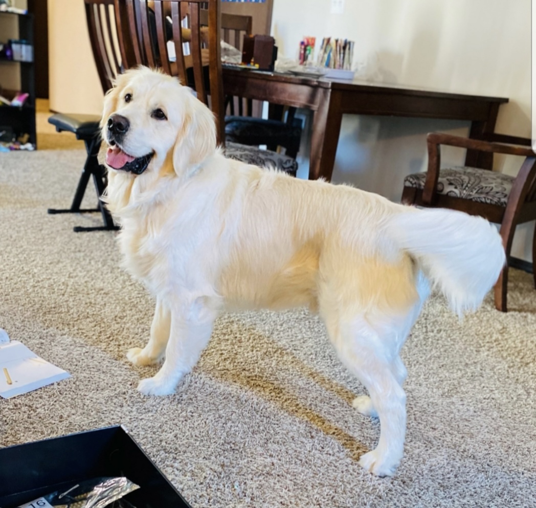 Dusk View Golden Retrievers's image