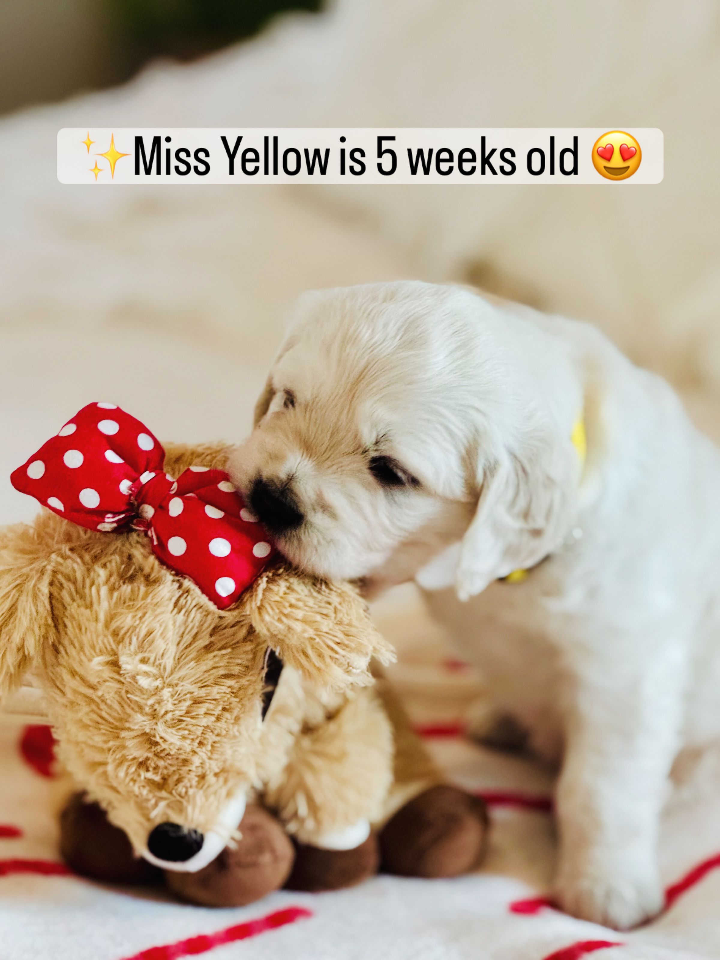 Dusk View Golden Retrievers's image