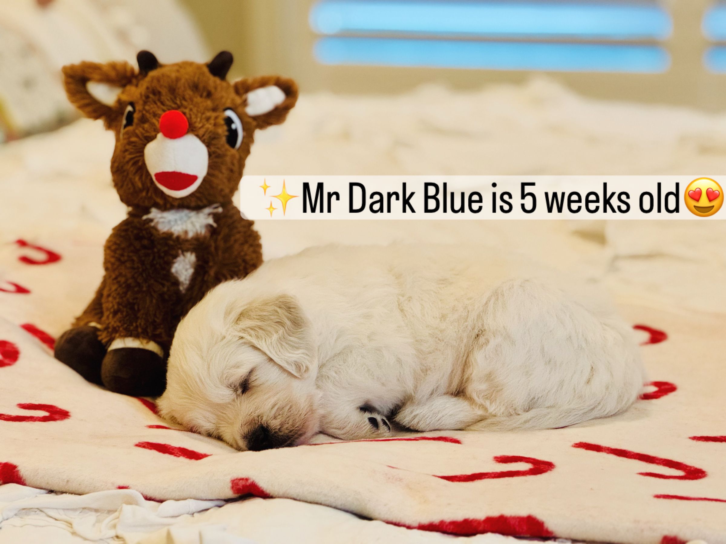 Dusk View Golden Retrievers's image