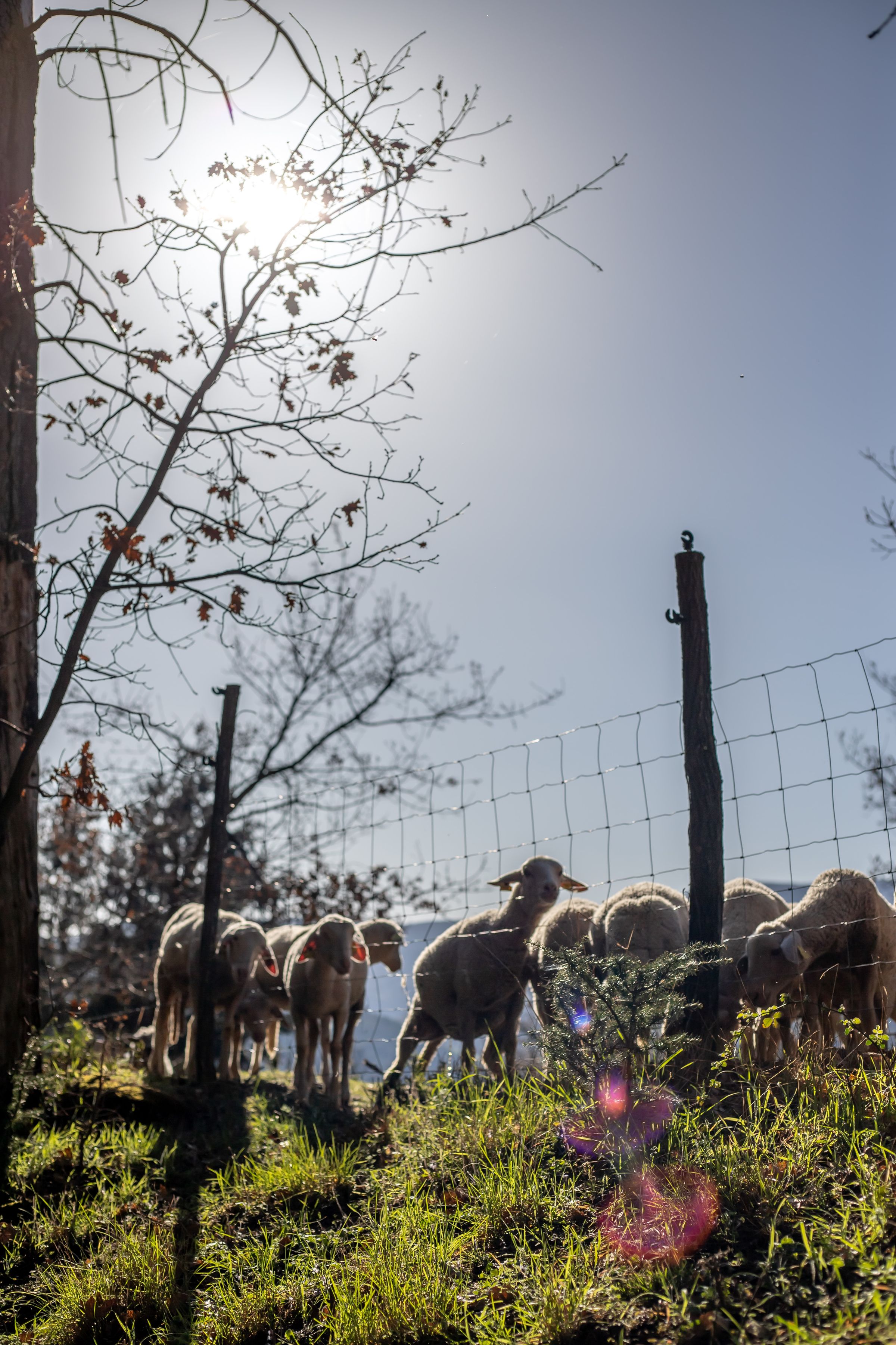 St Kirstelle Farms's image