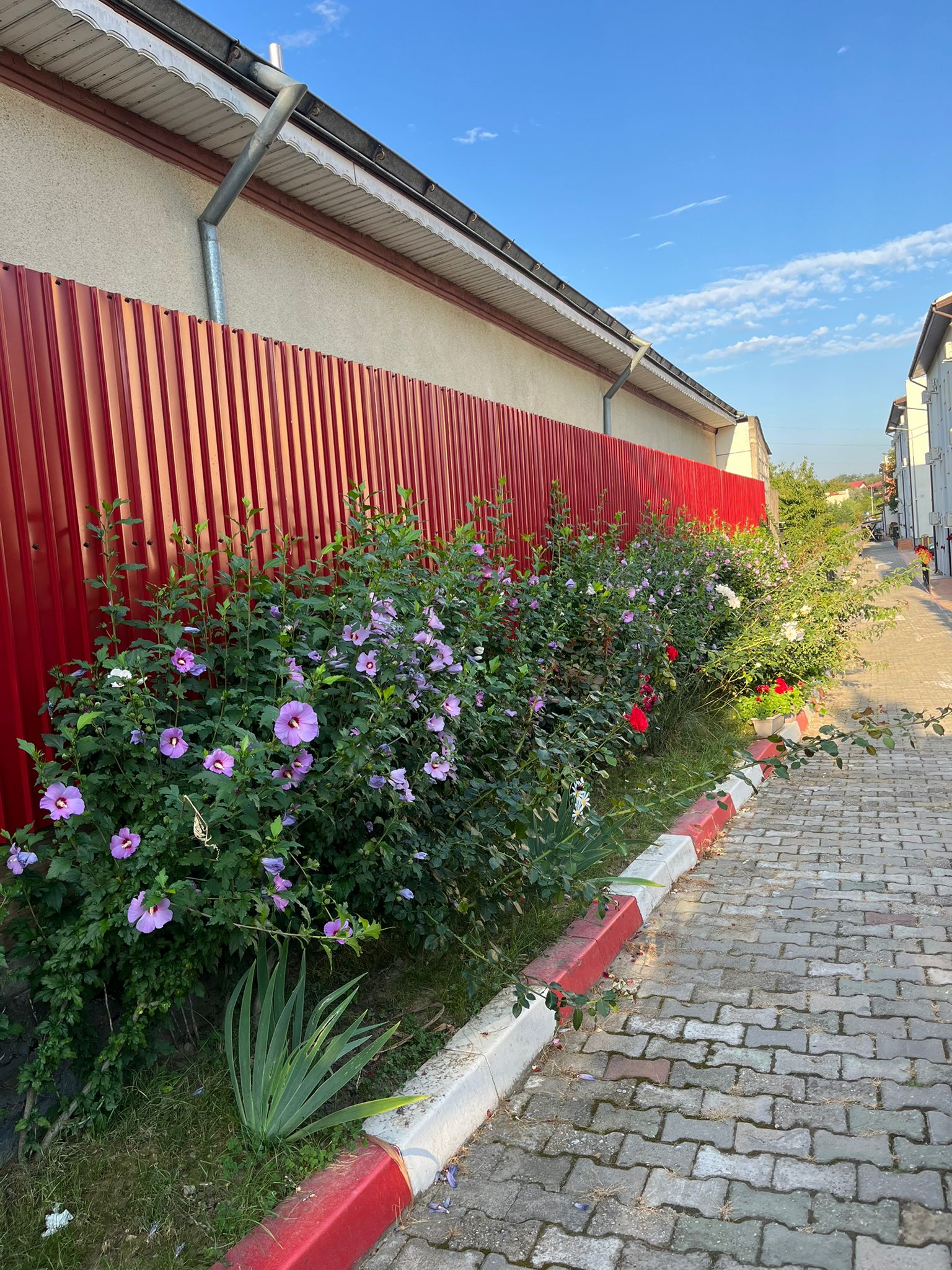 Amenajare Grădină De Vis Bacău's image