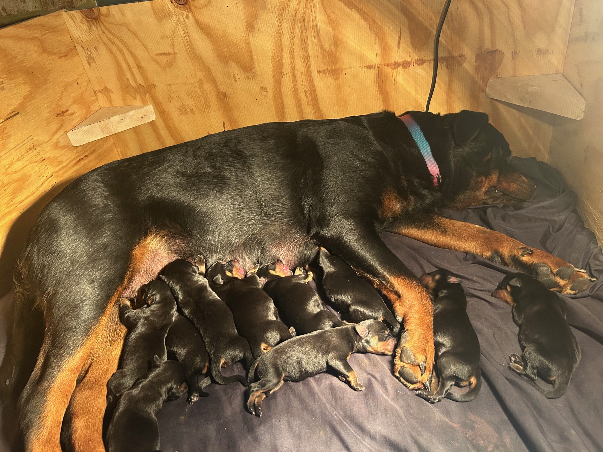 K&M Rottie’s's image