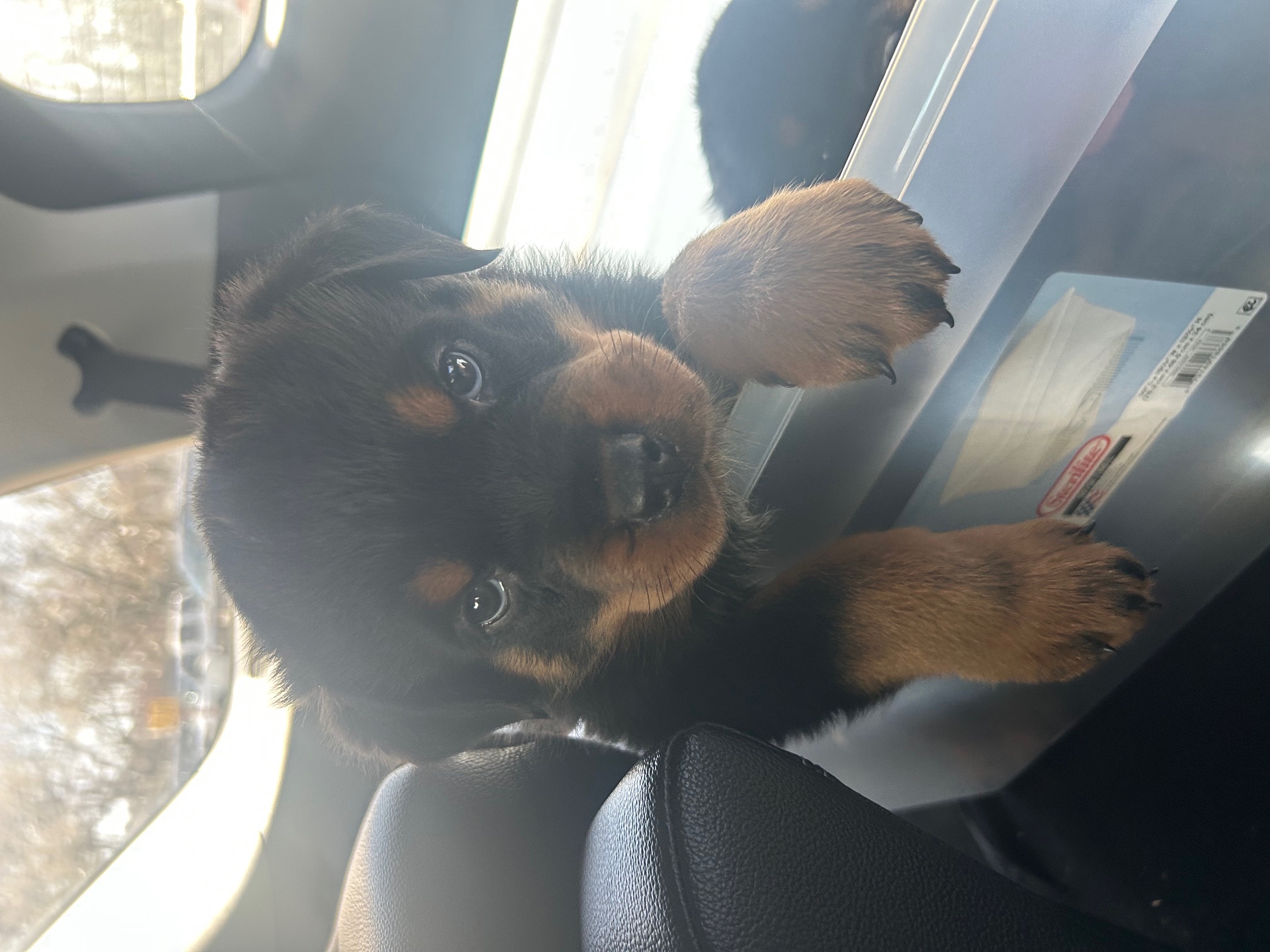 K&M Rottie’s's image