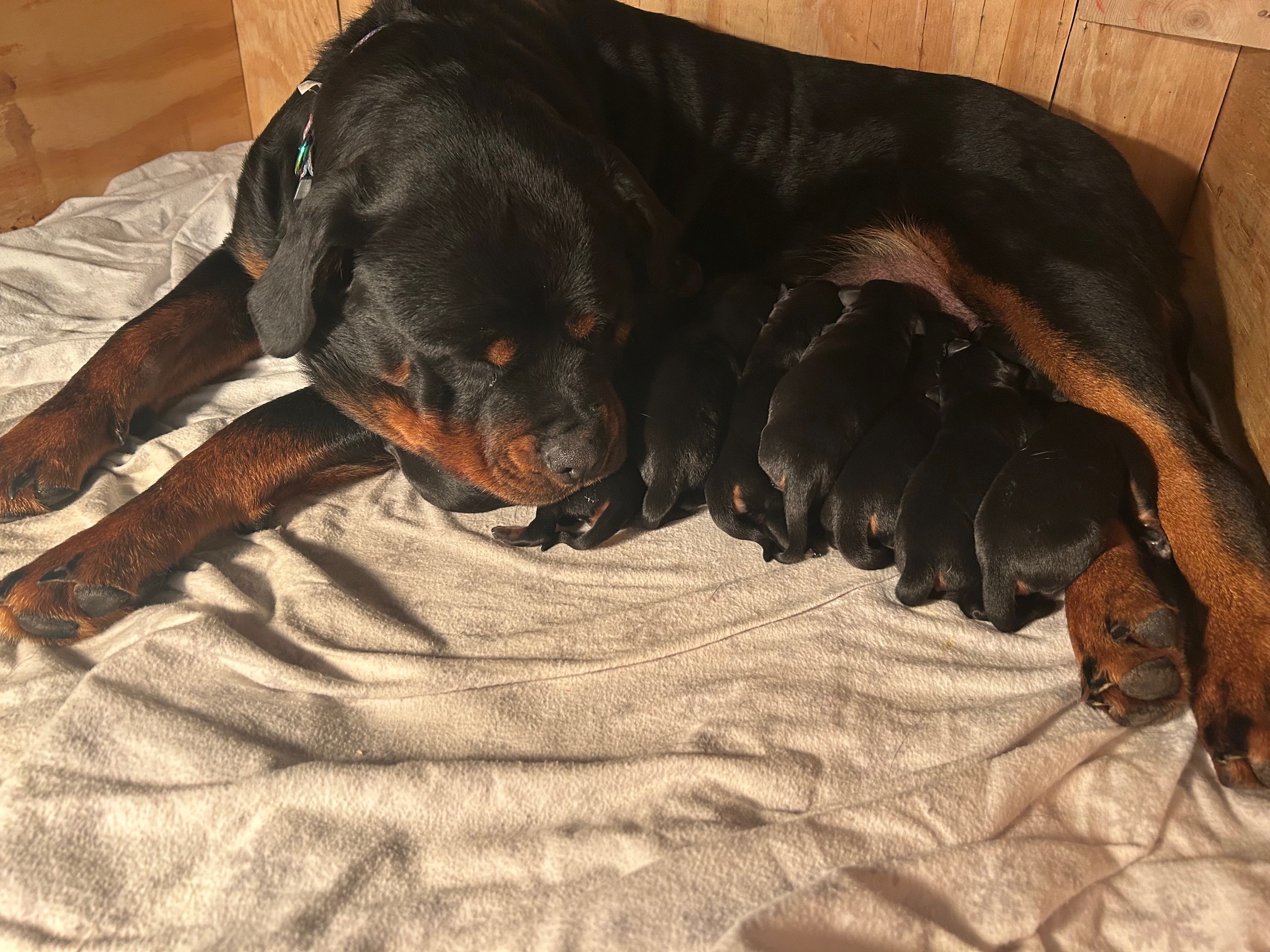 K&M Rottie’s's image