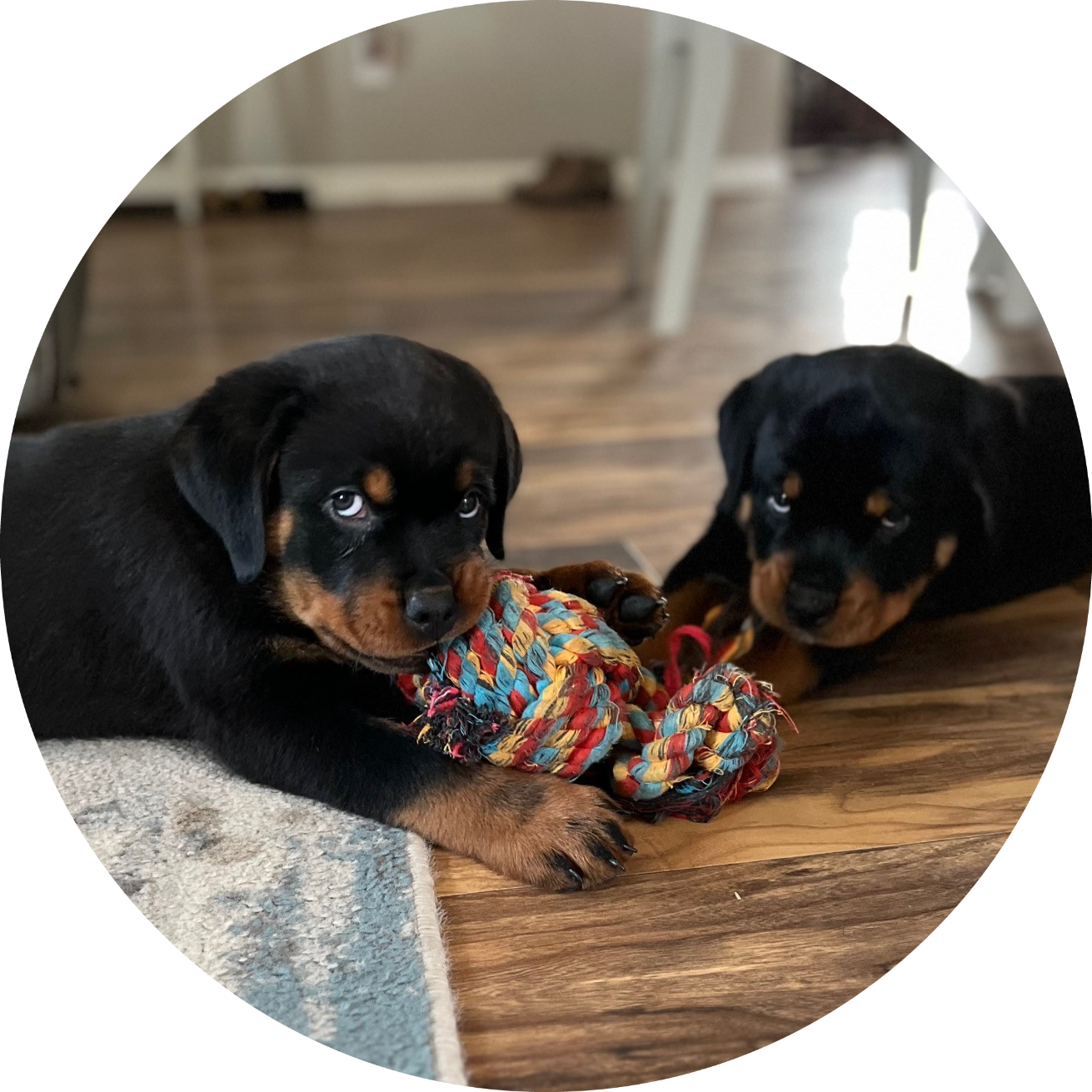 K&M Rottie’s's image