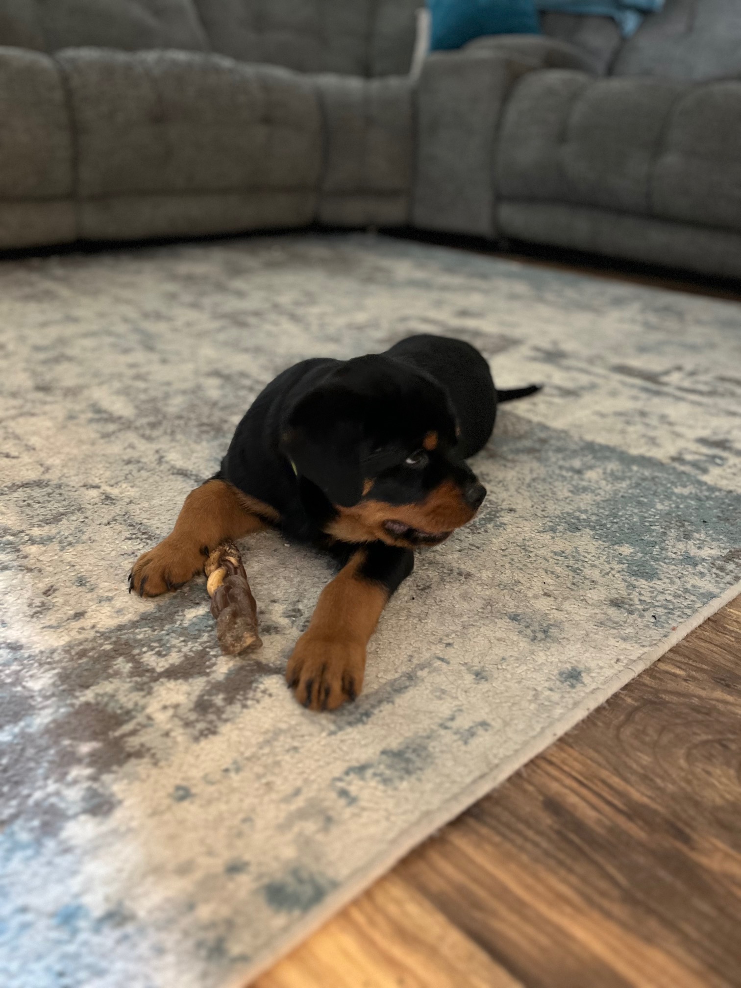 K&M Rottie’s's image