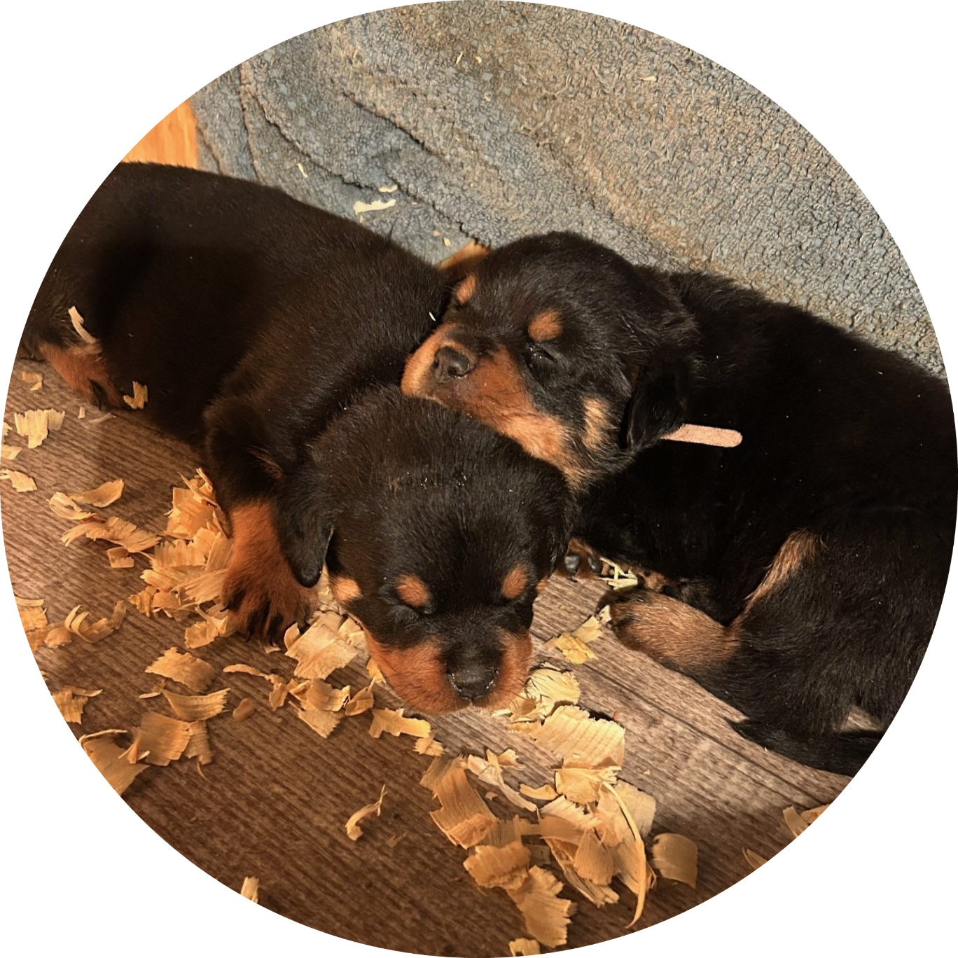 K&M Rottie’s's image