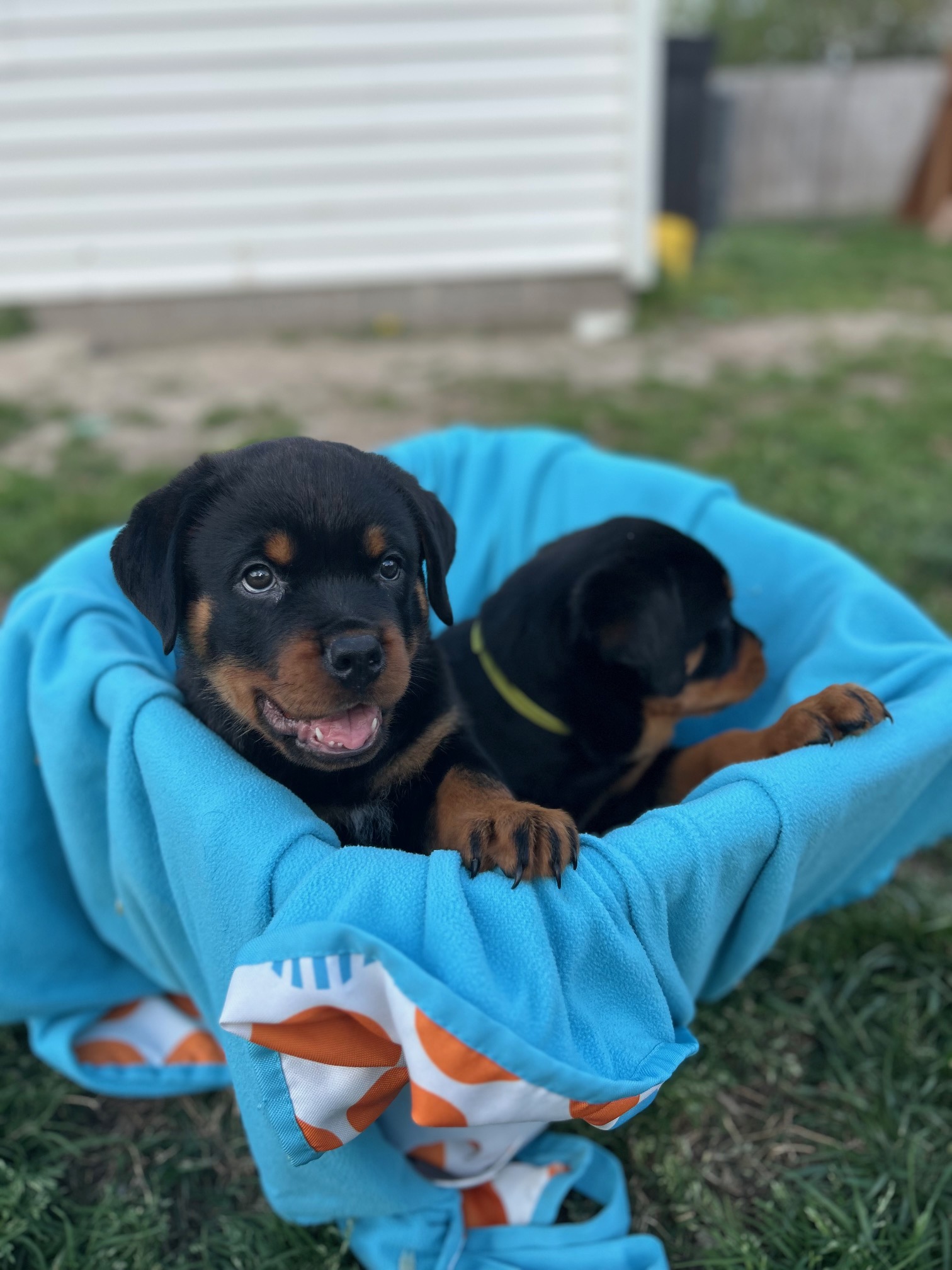K&M Rottie’s's image