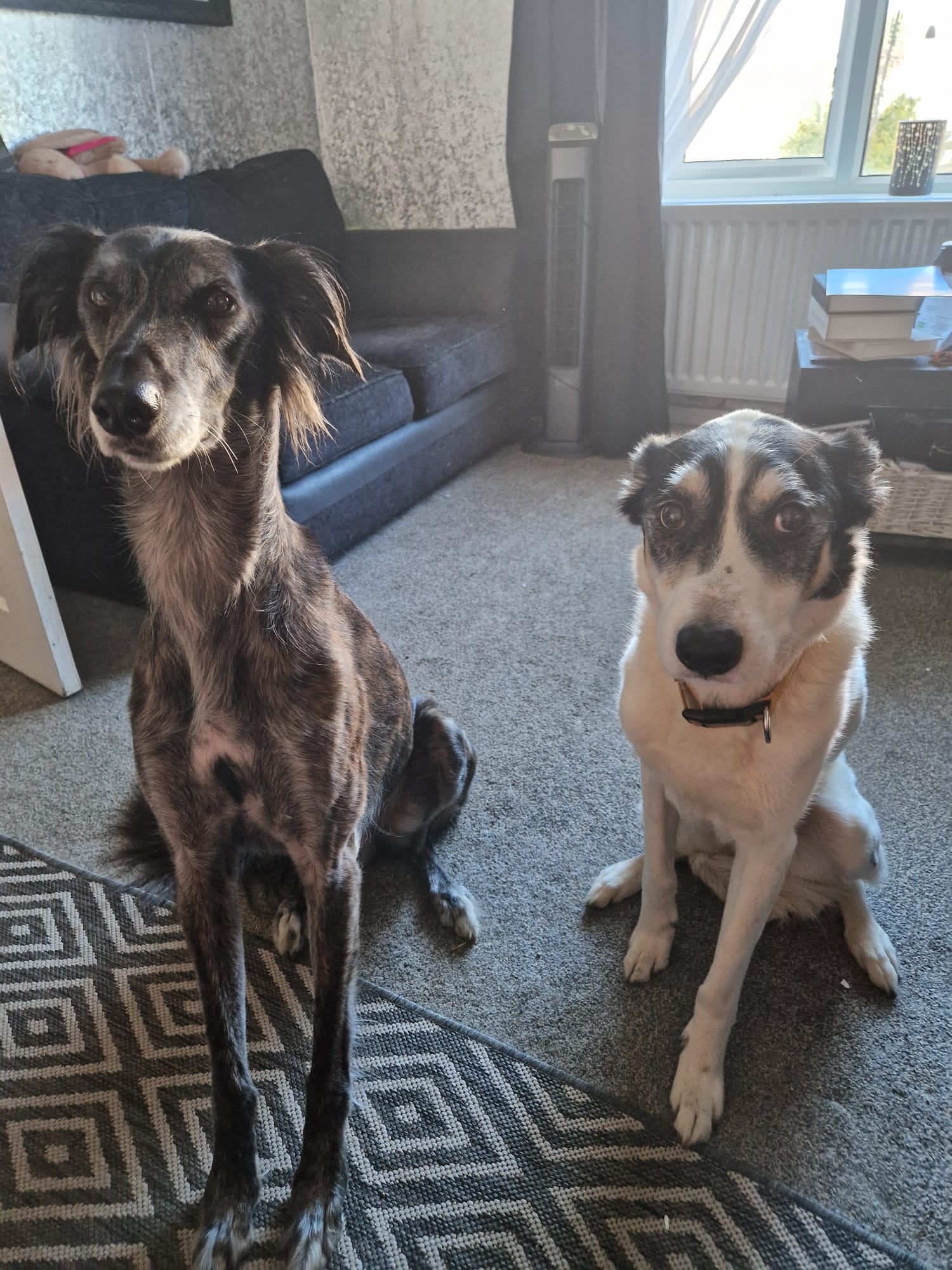 Scout (left) & Winter
