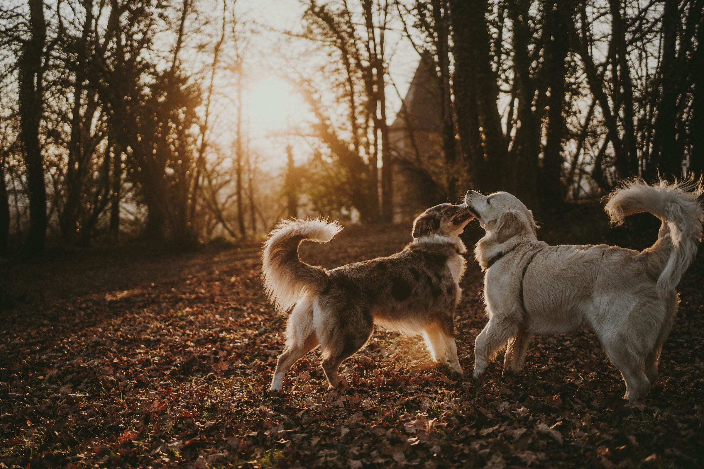 Vibrissa Pet Services's image