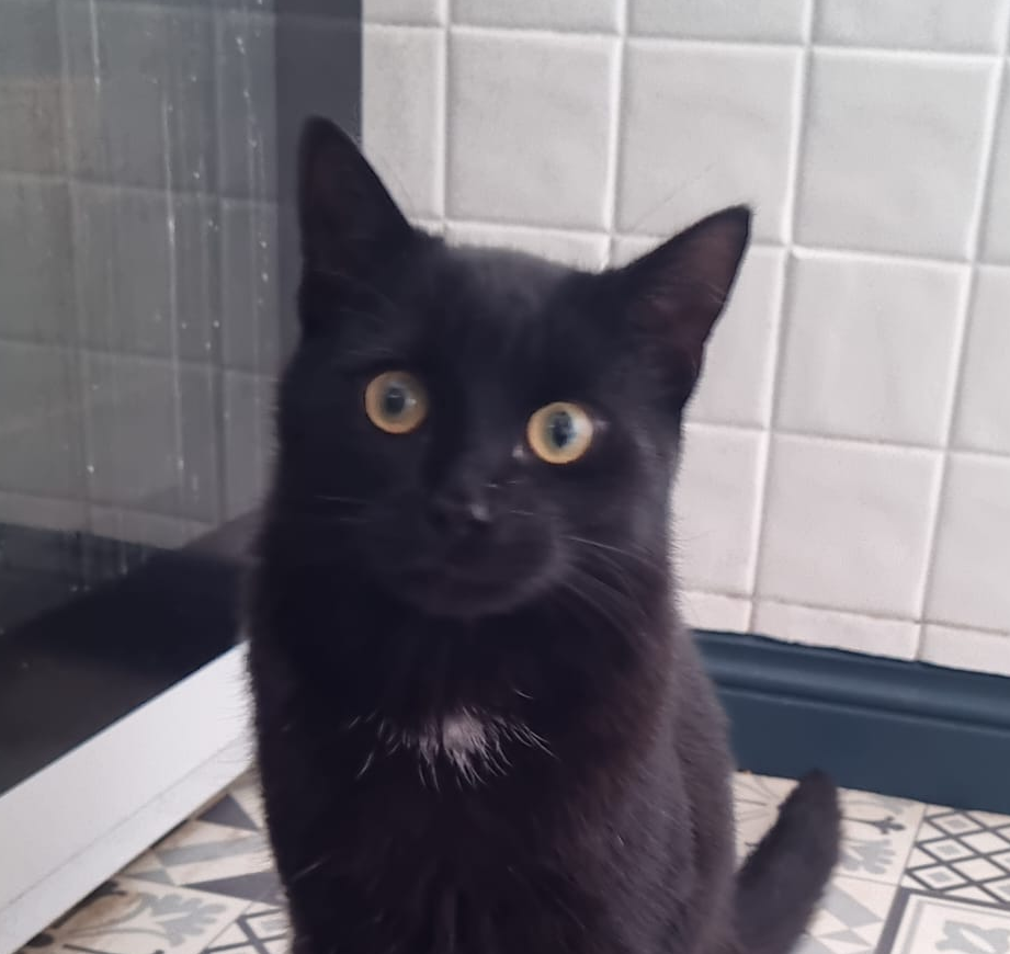 Santi