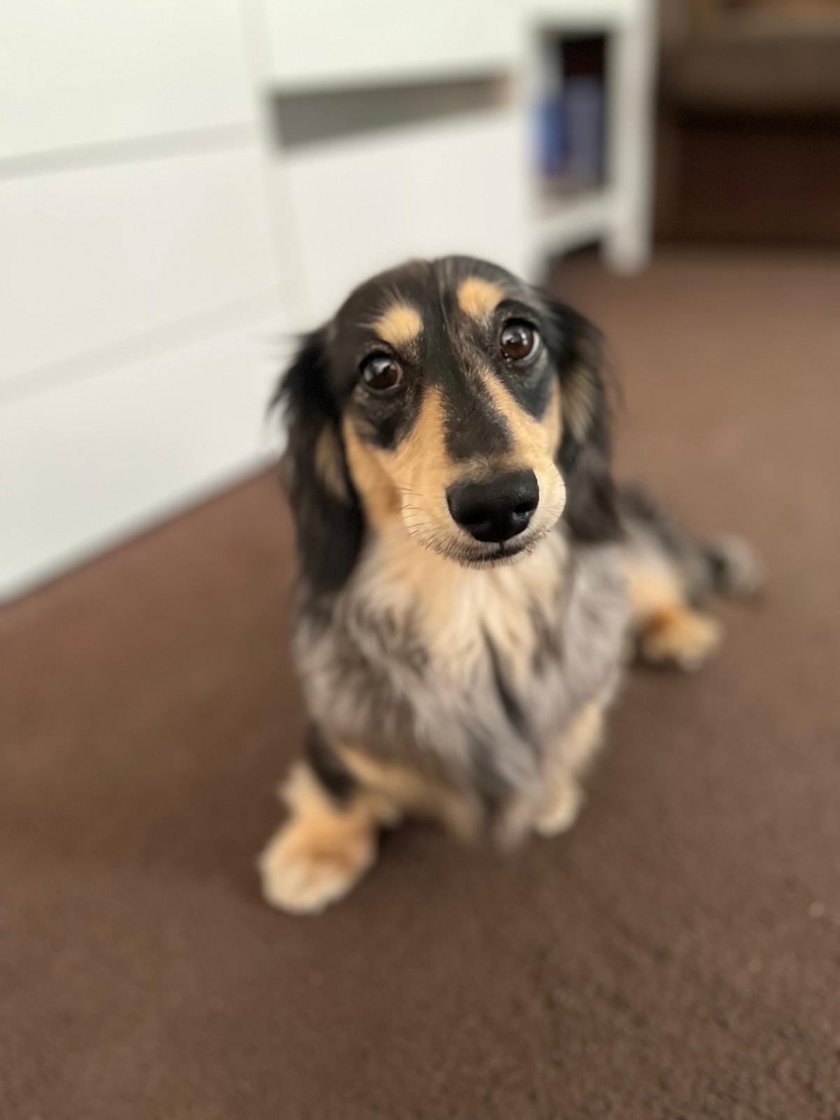 Dog Training's image