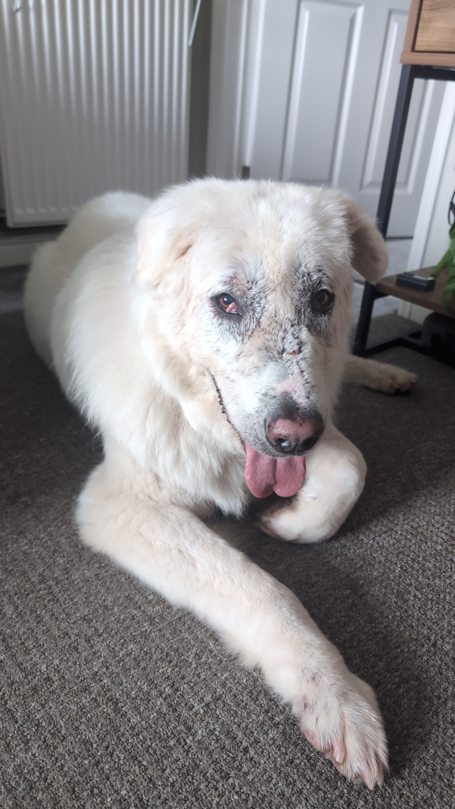 Dog Training's image