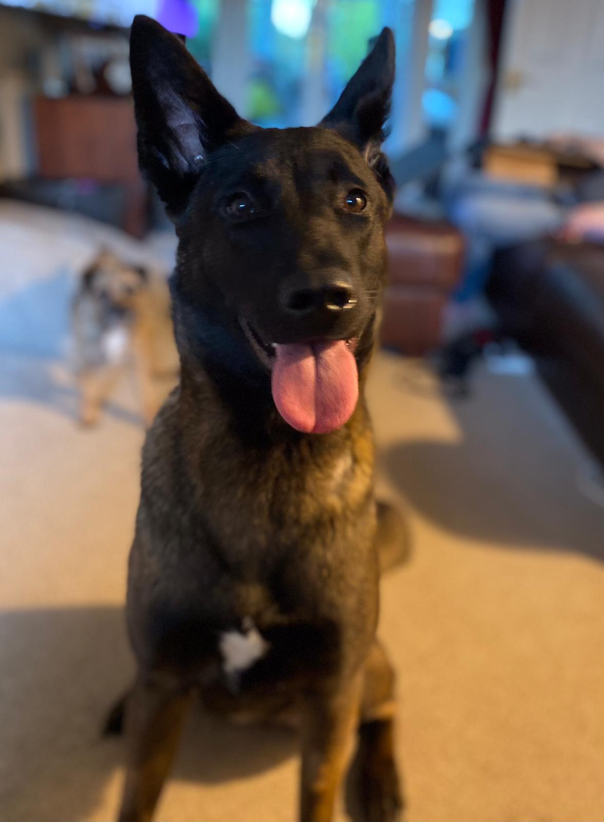 Dog Training's image