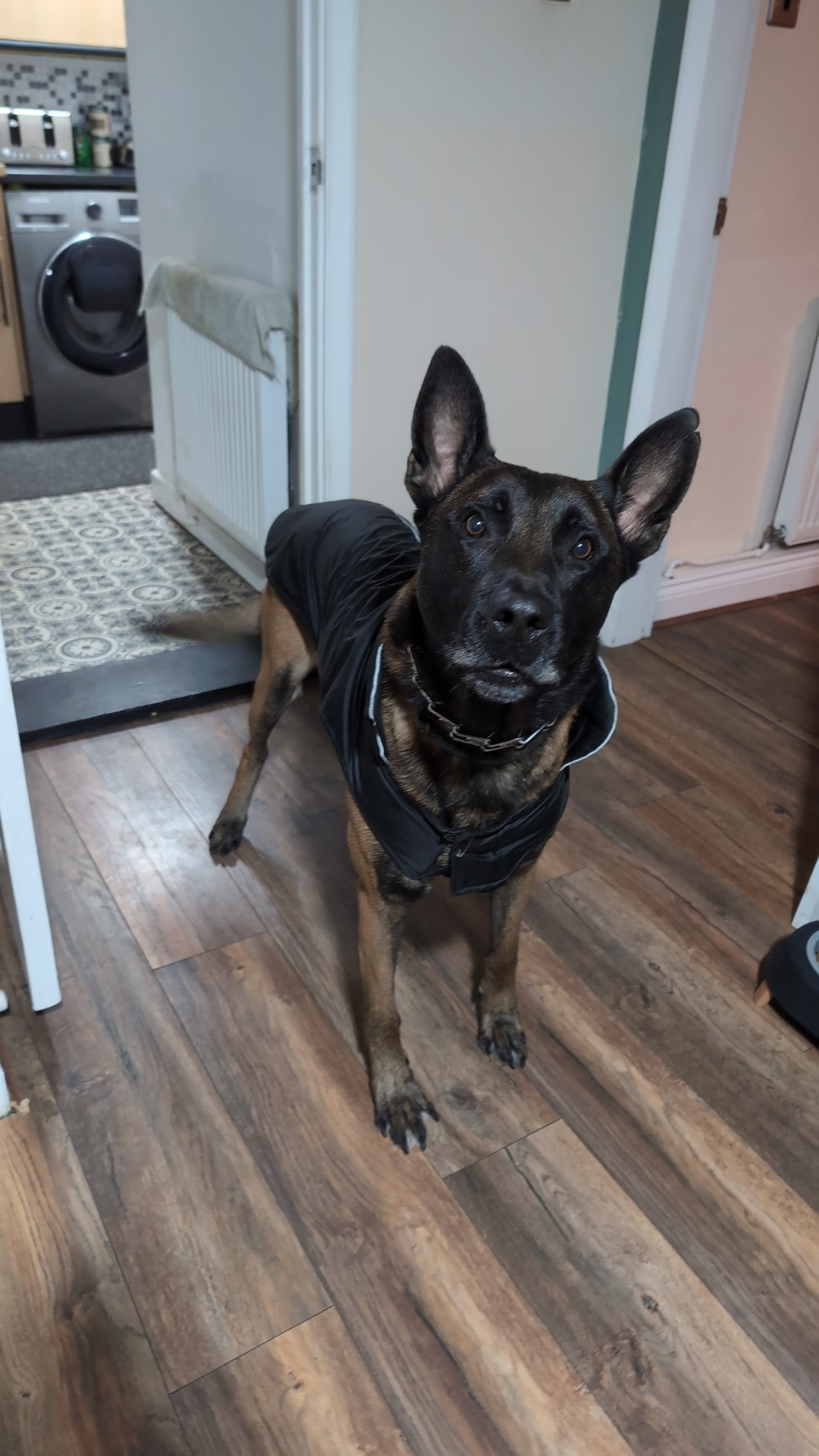 Dog Training's image