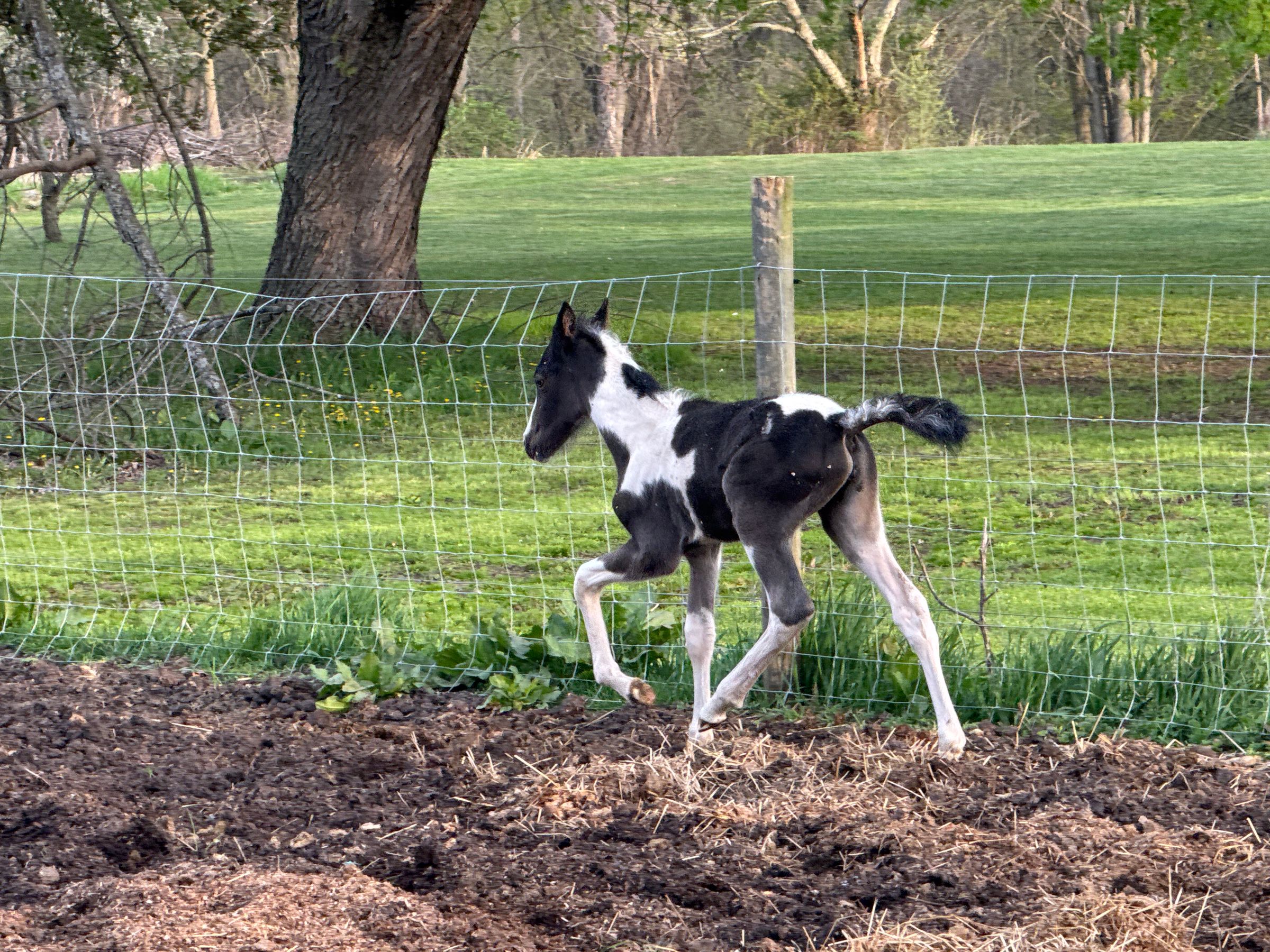Red Brick Ranch's image