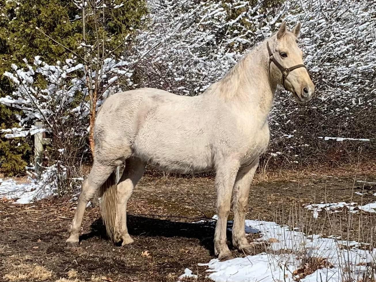 Dead broke 17yr old 16hh reg mare