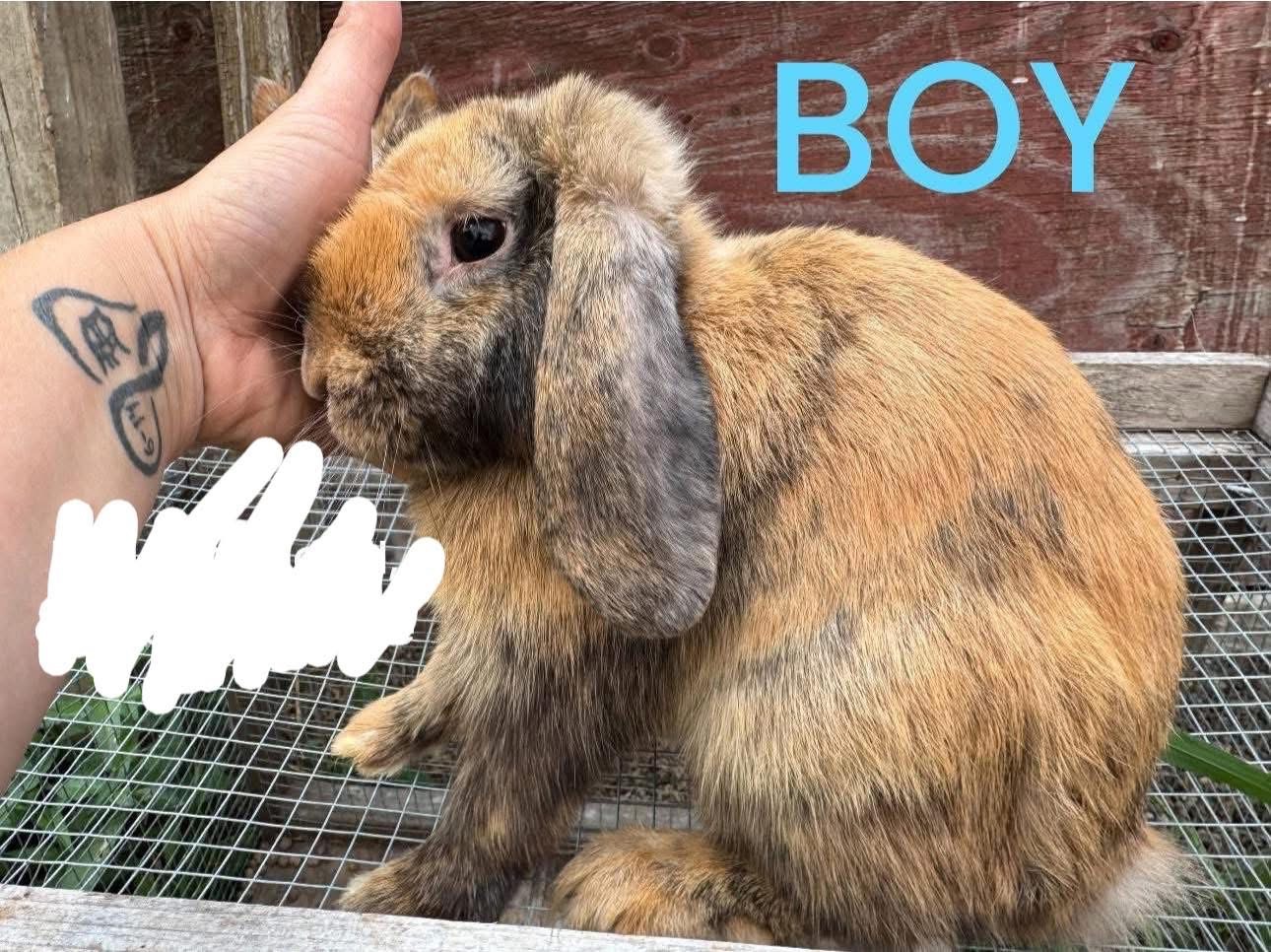 Boy mix breed