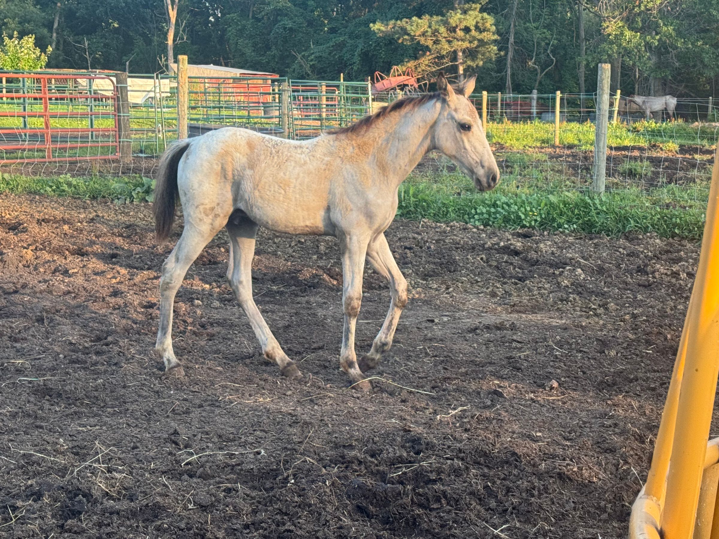 Buckskin roan reg colt 