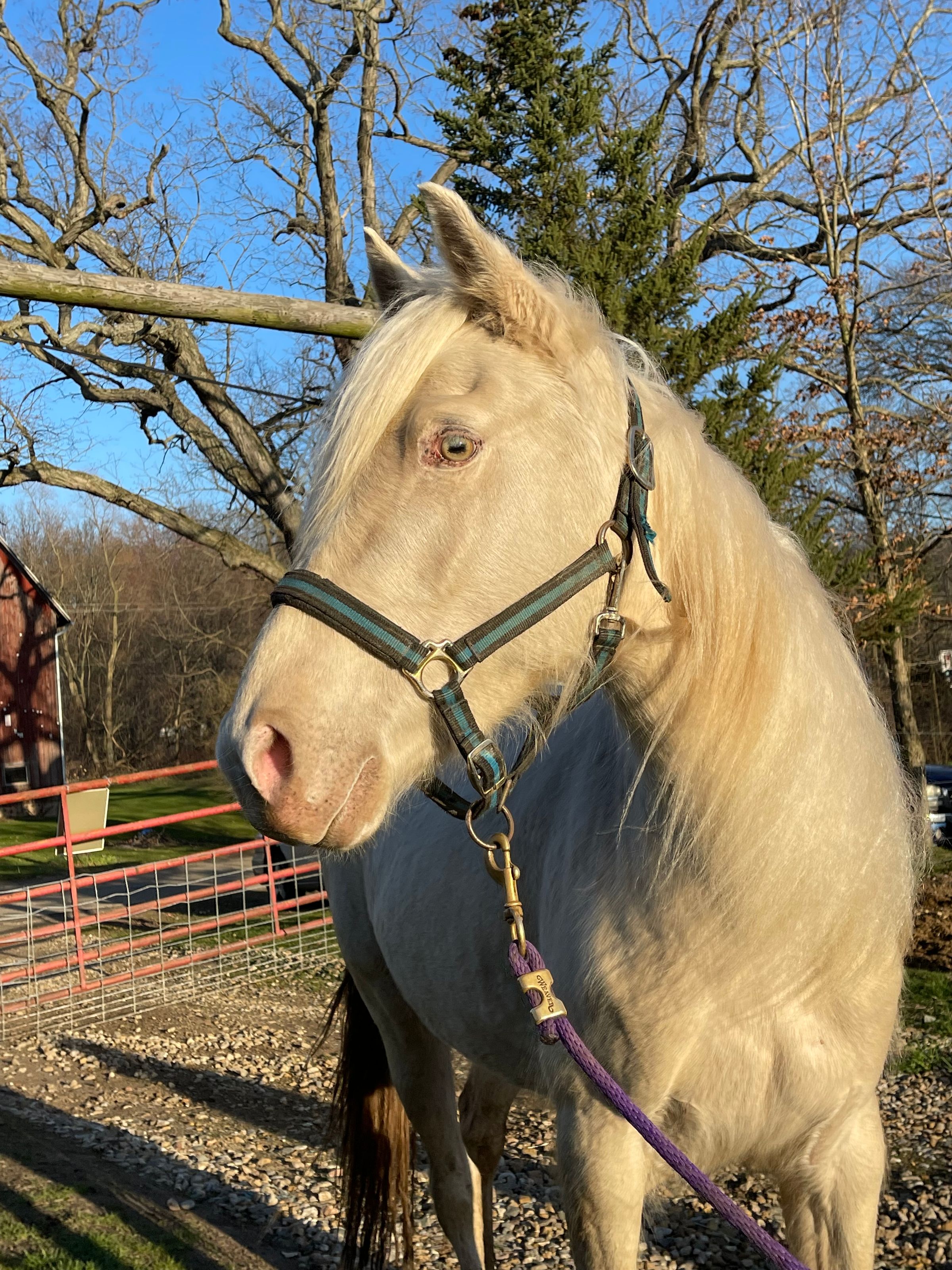 6yr old 14’2hh reg mare green 